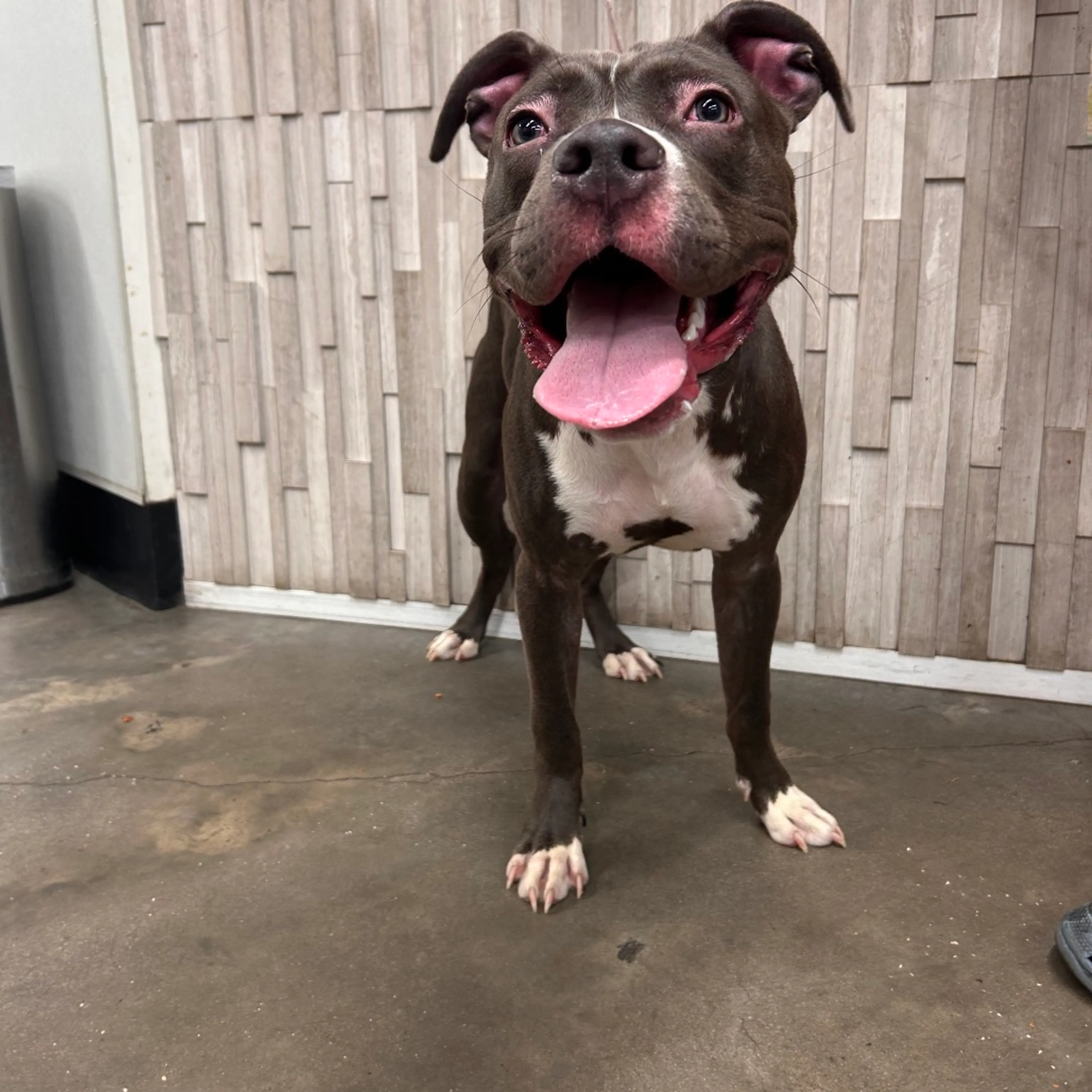 Found pet-1