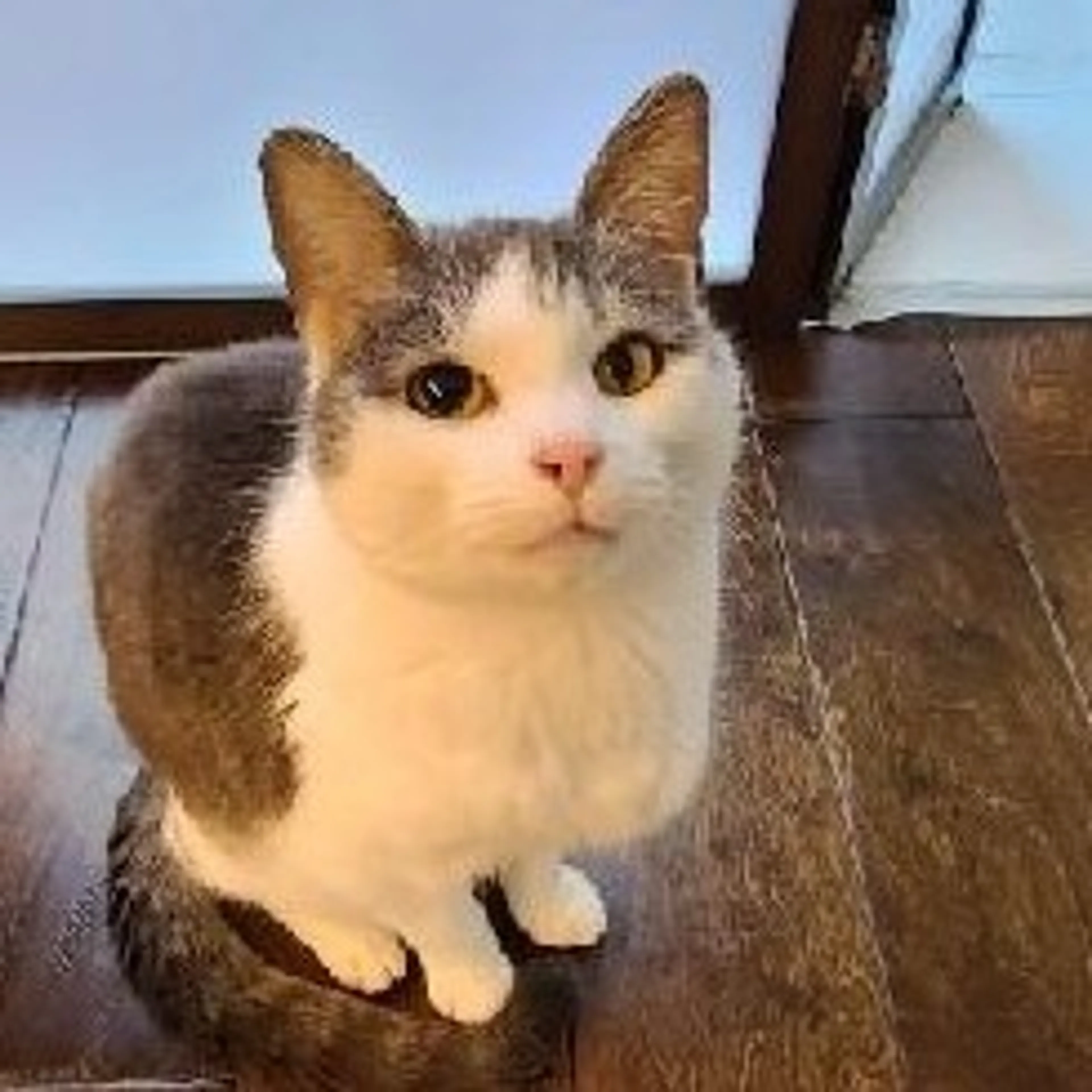 Found pet-17