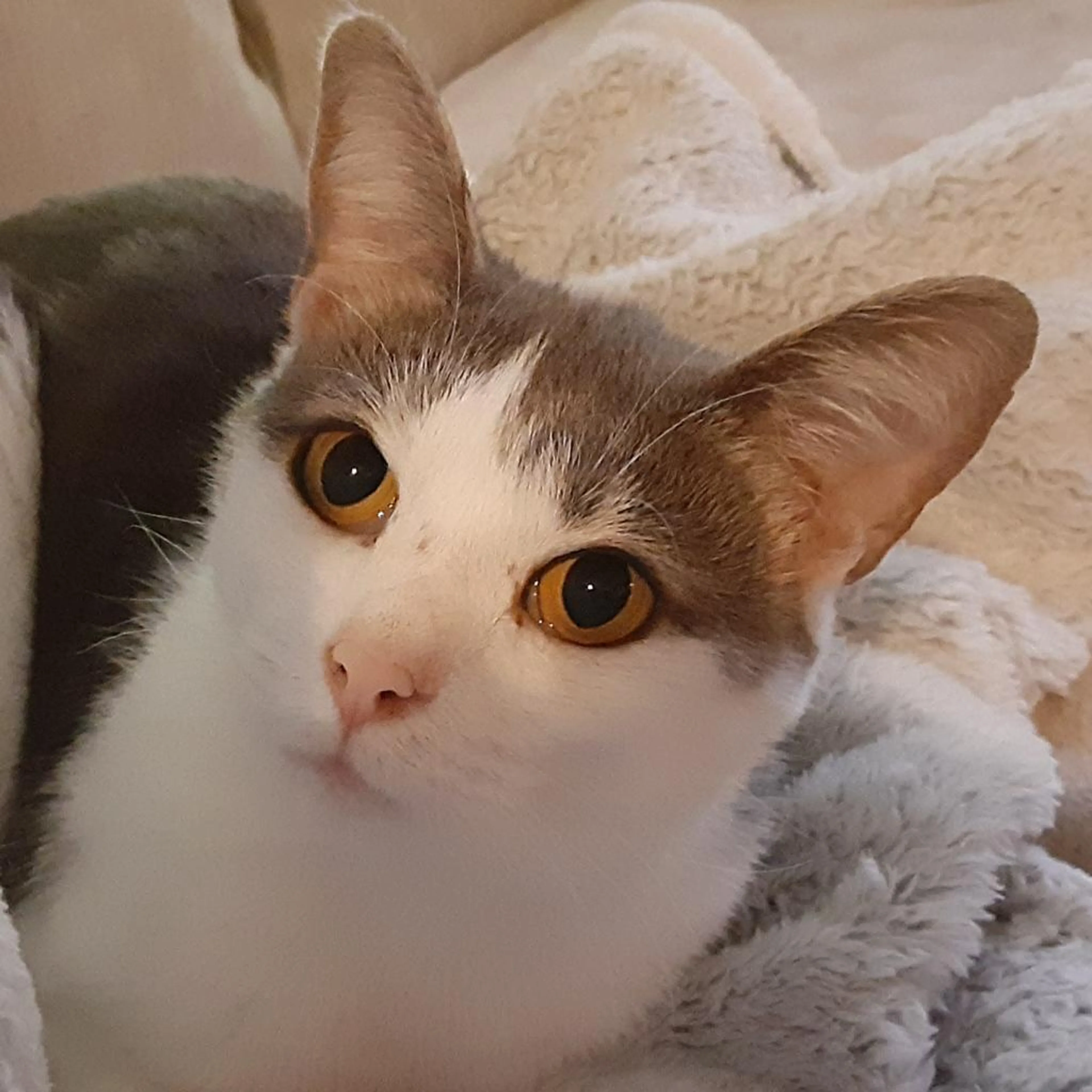 Found pet-1