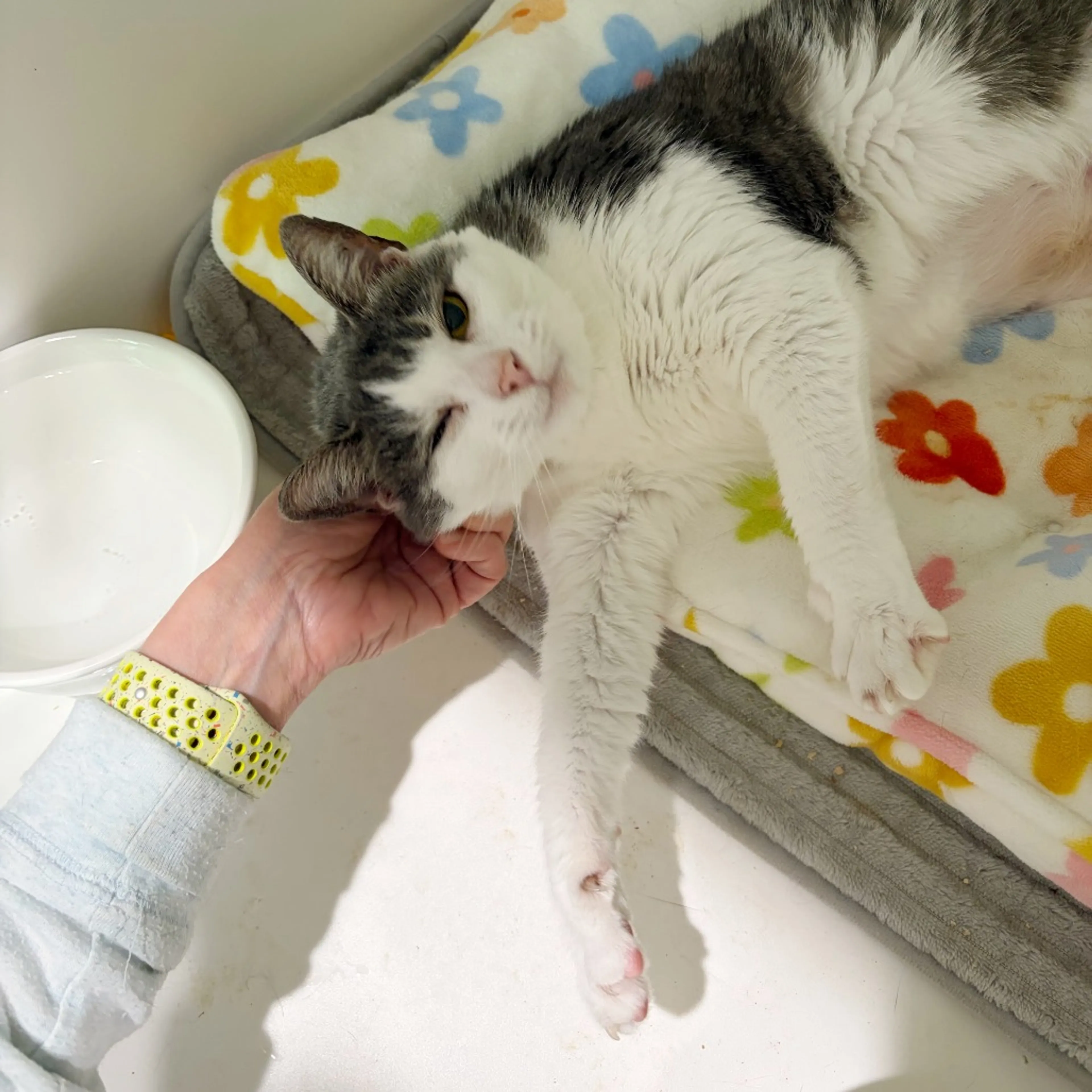 Found pet-19