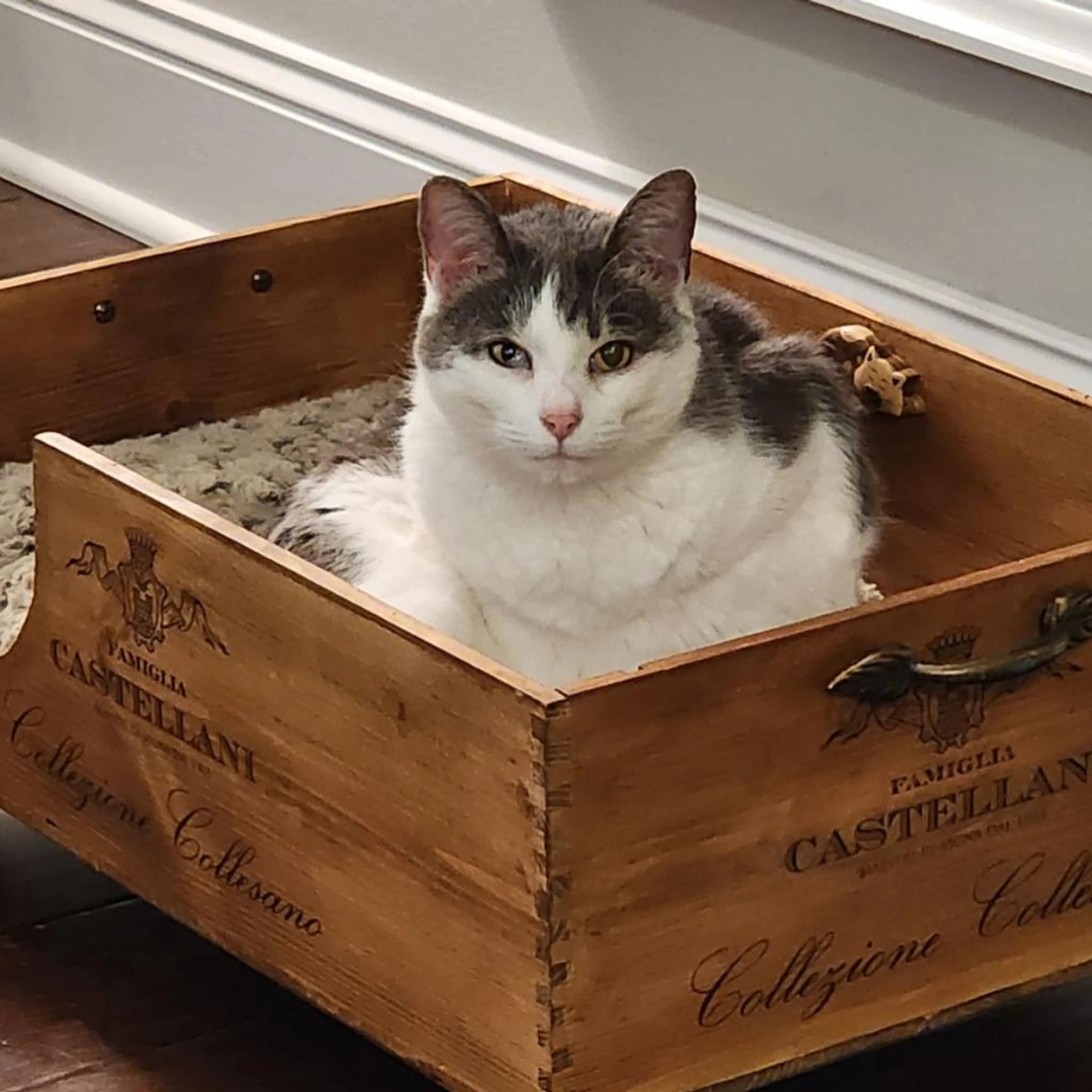 Found pet-2
