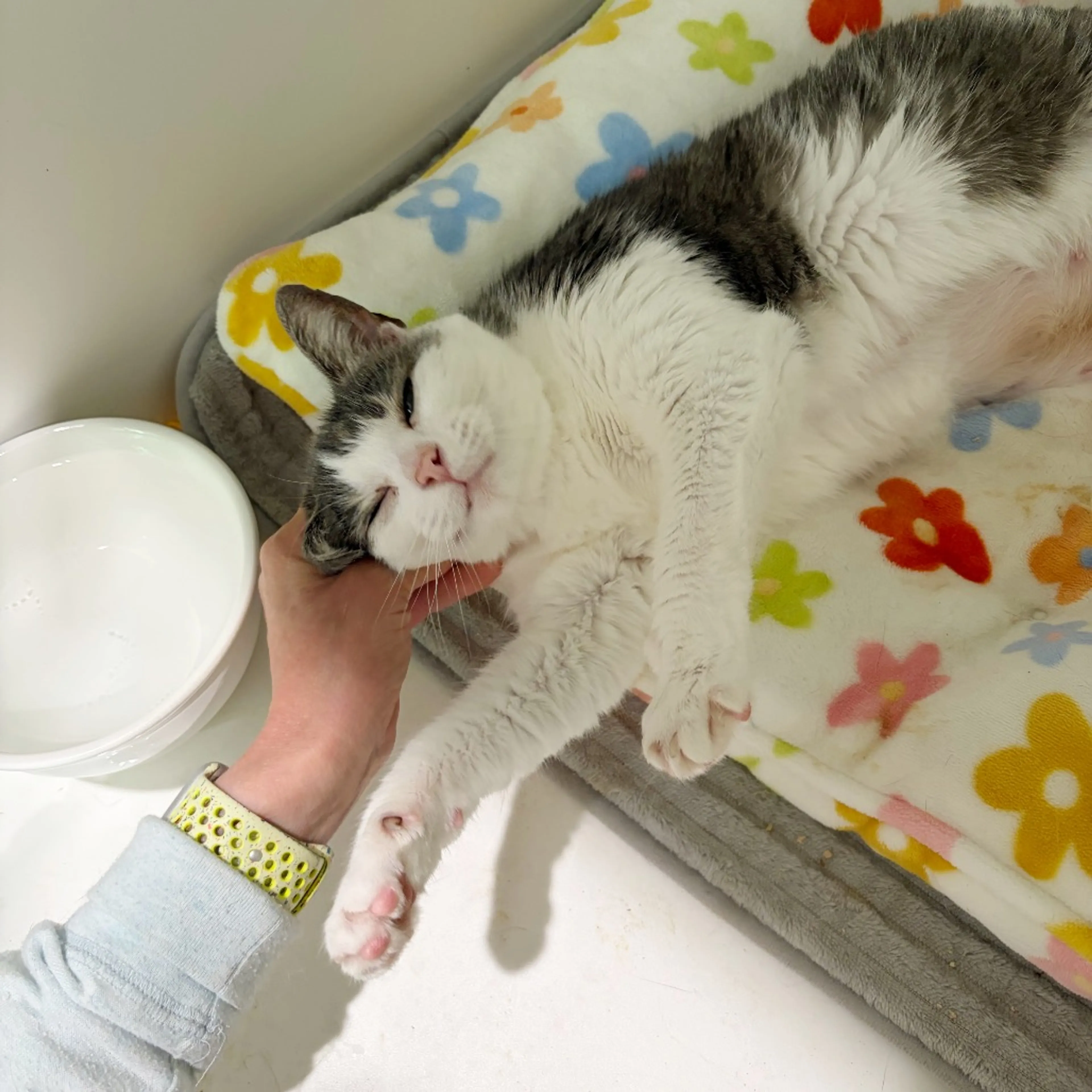 Found pet-18