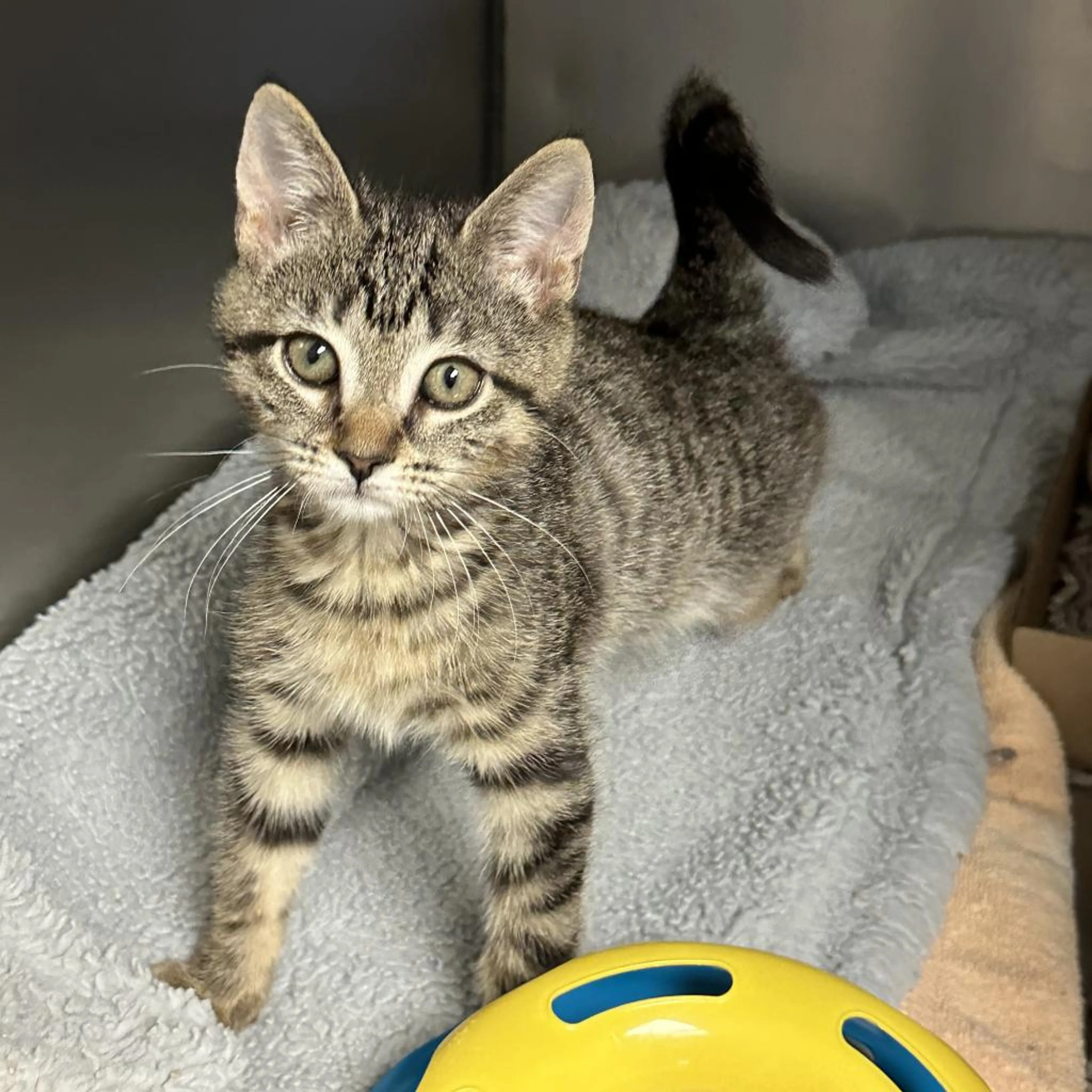 Found pet-3