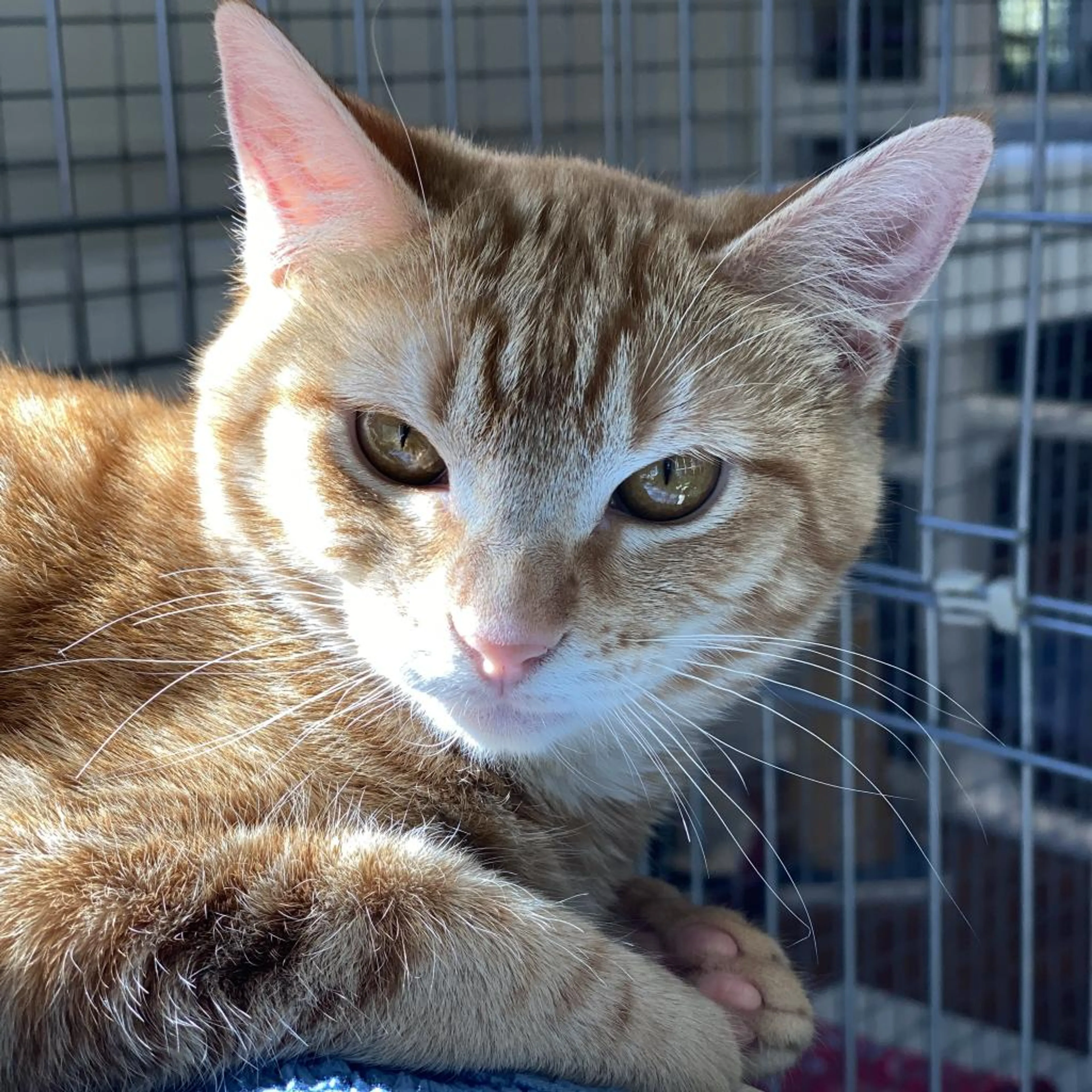 Found pet