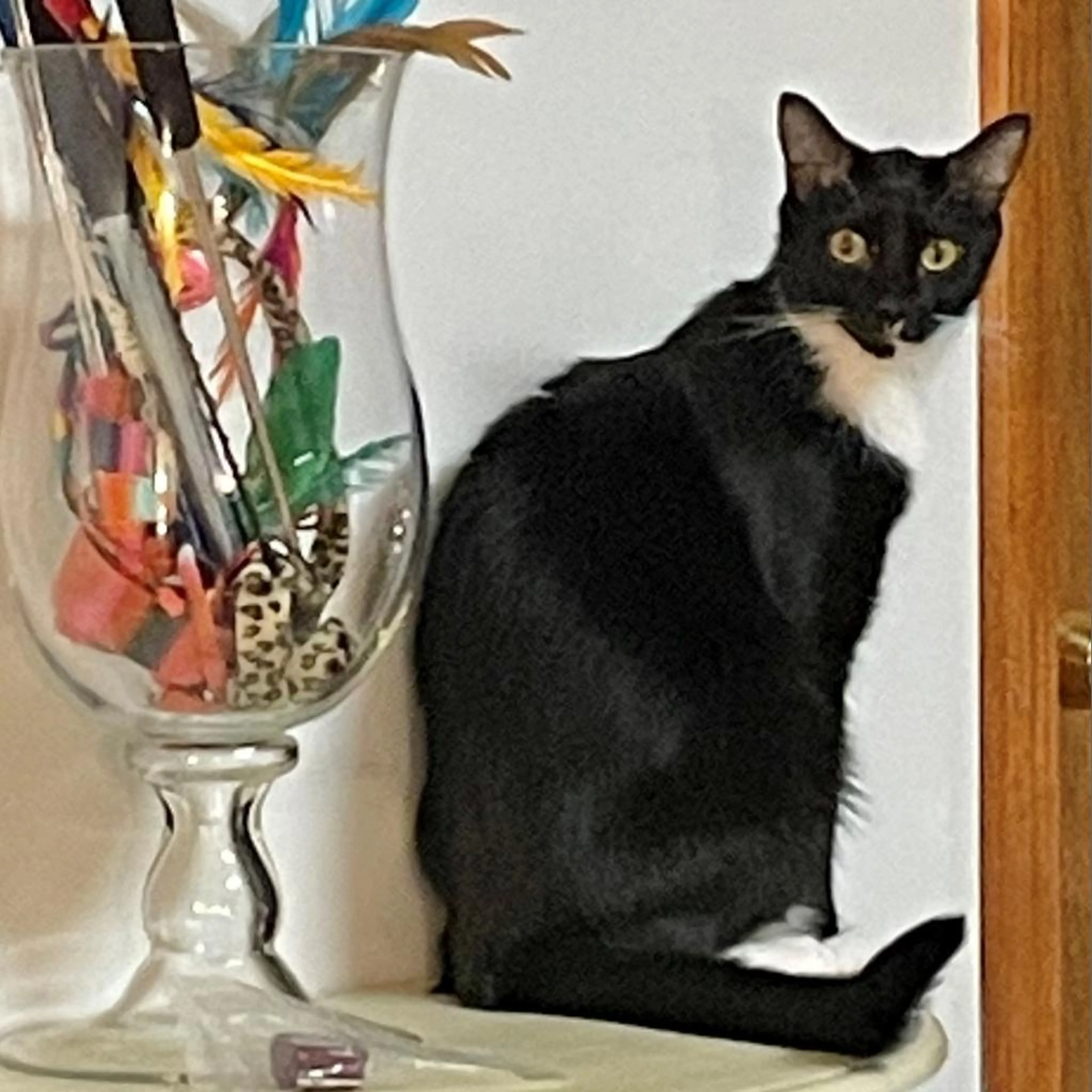 Found pet-3