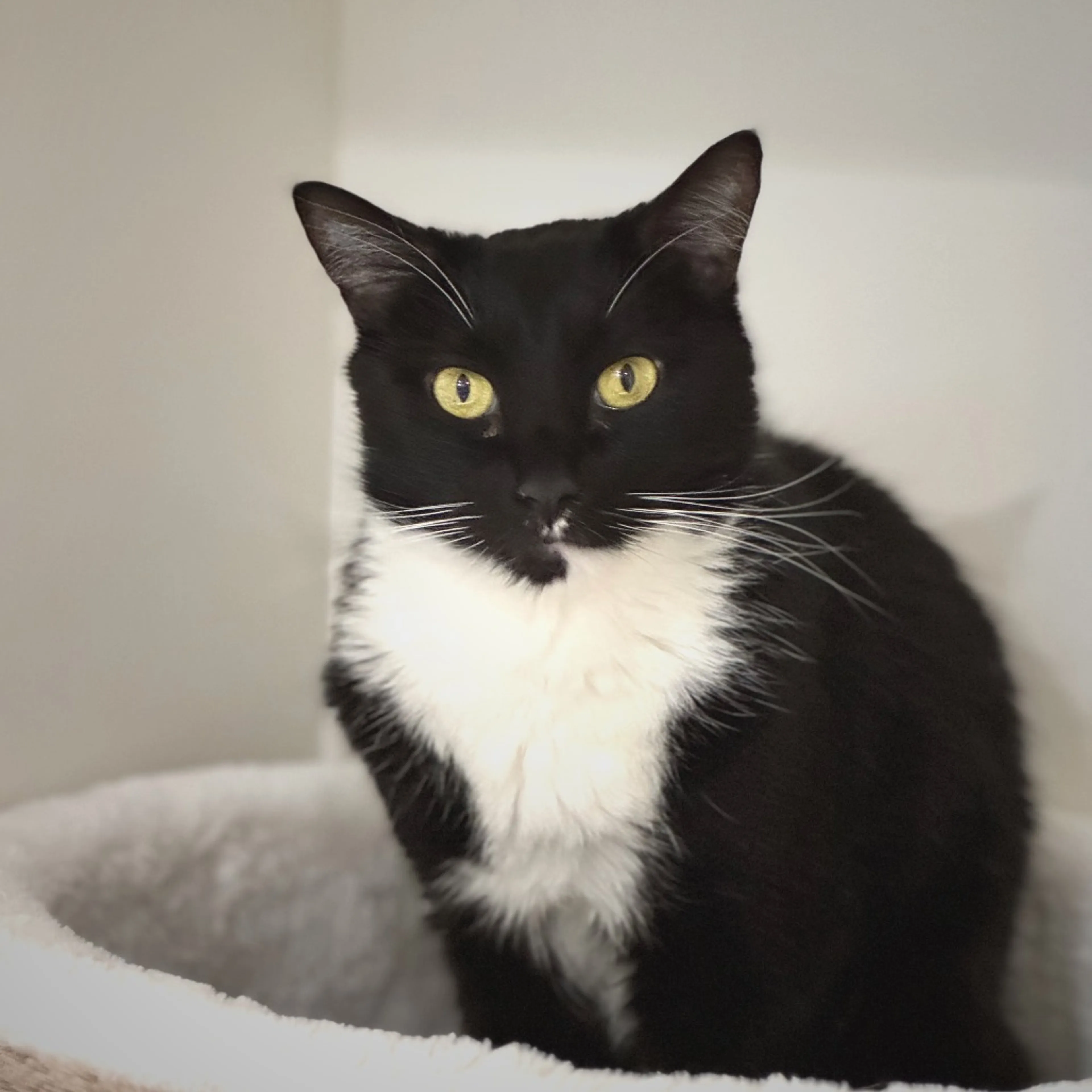 Found pet-6