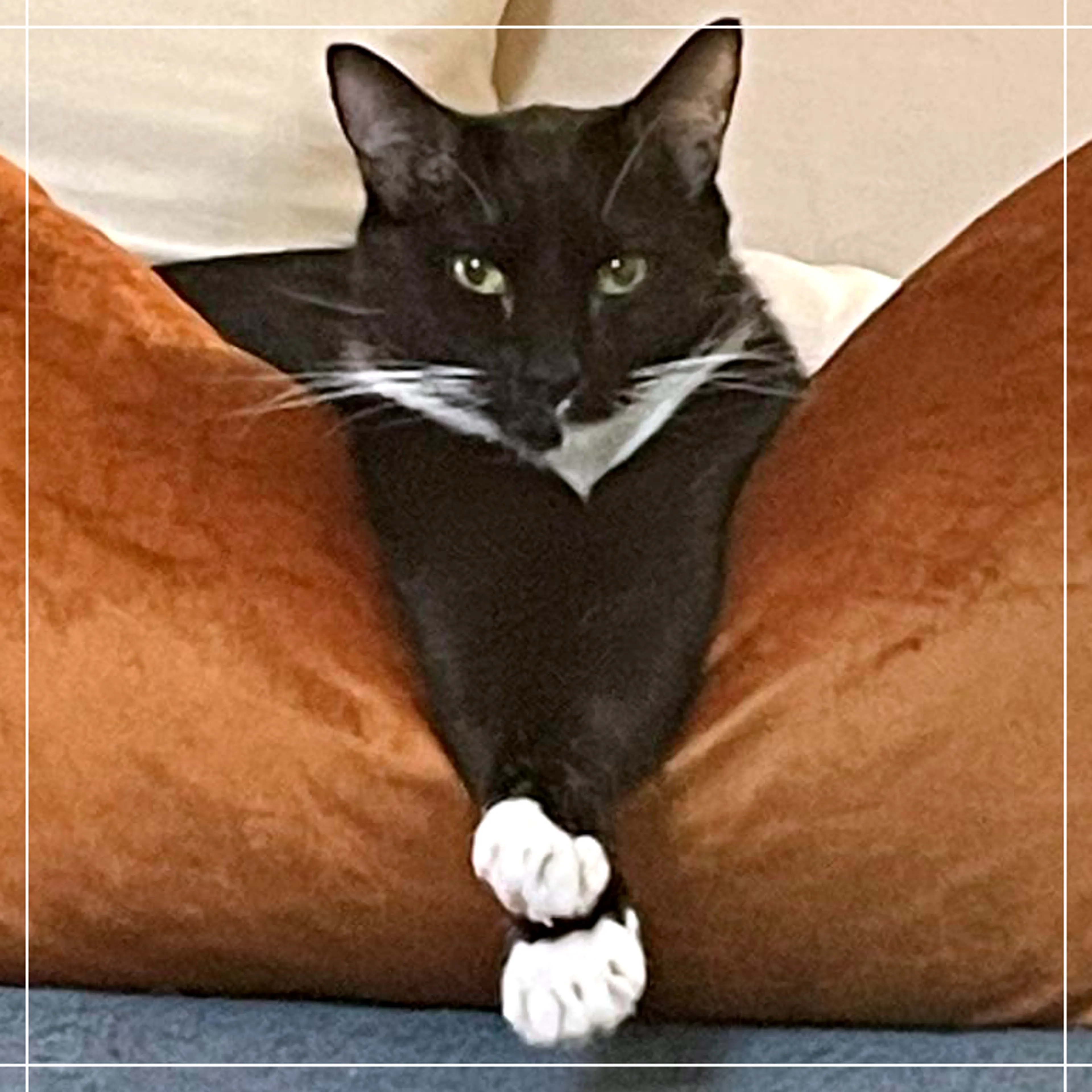 Found pet-4