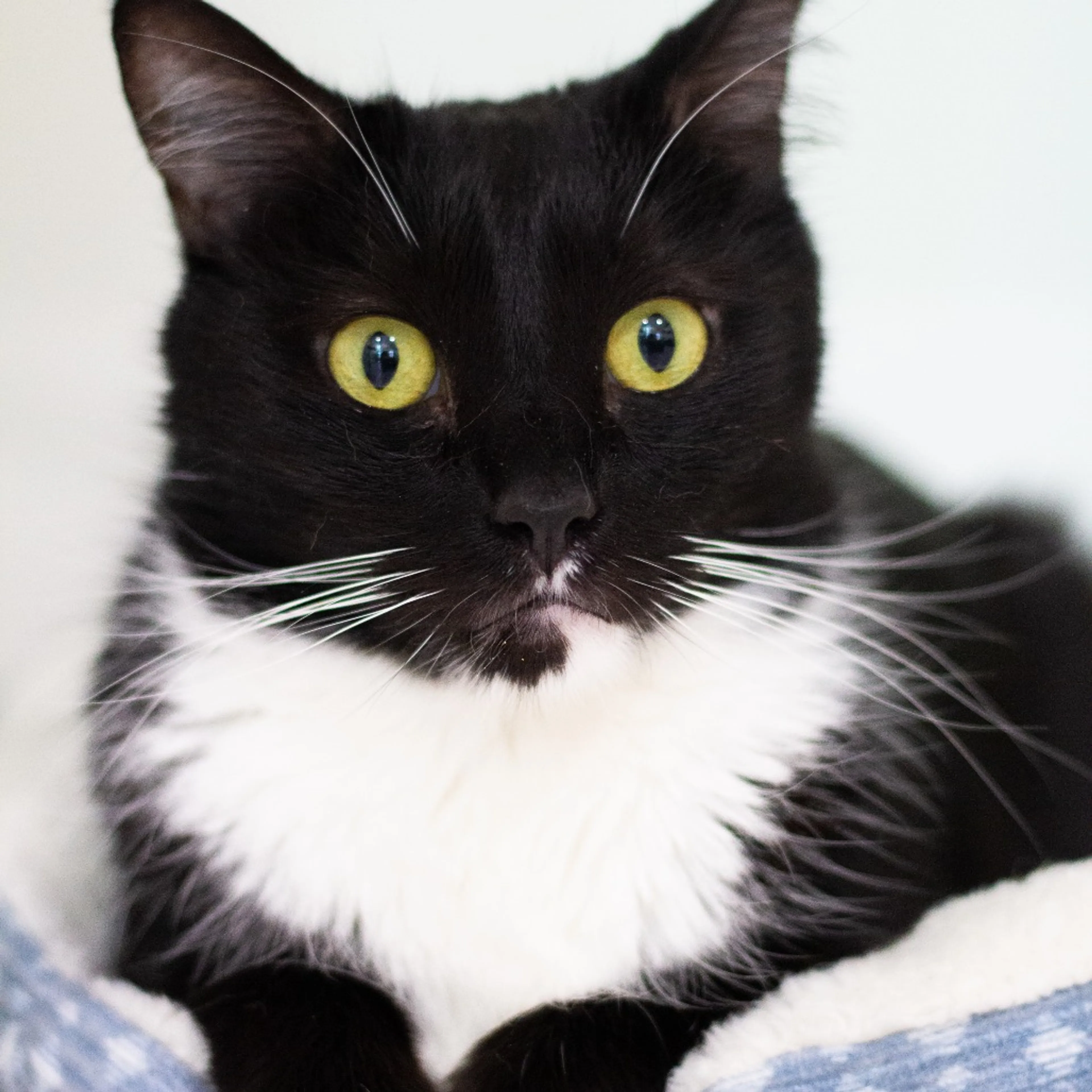 Found pet-8