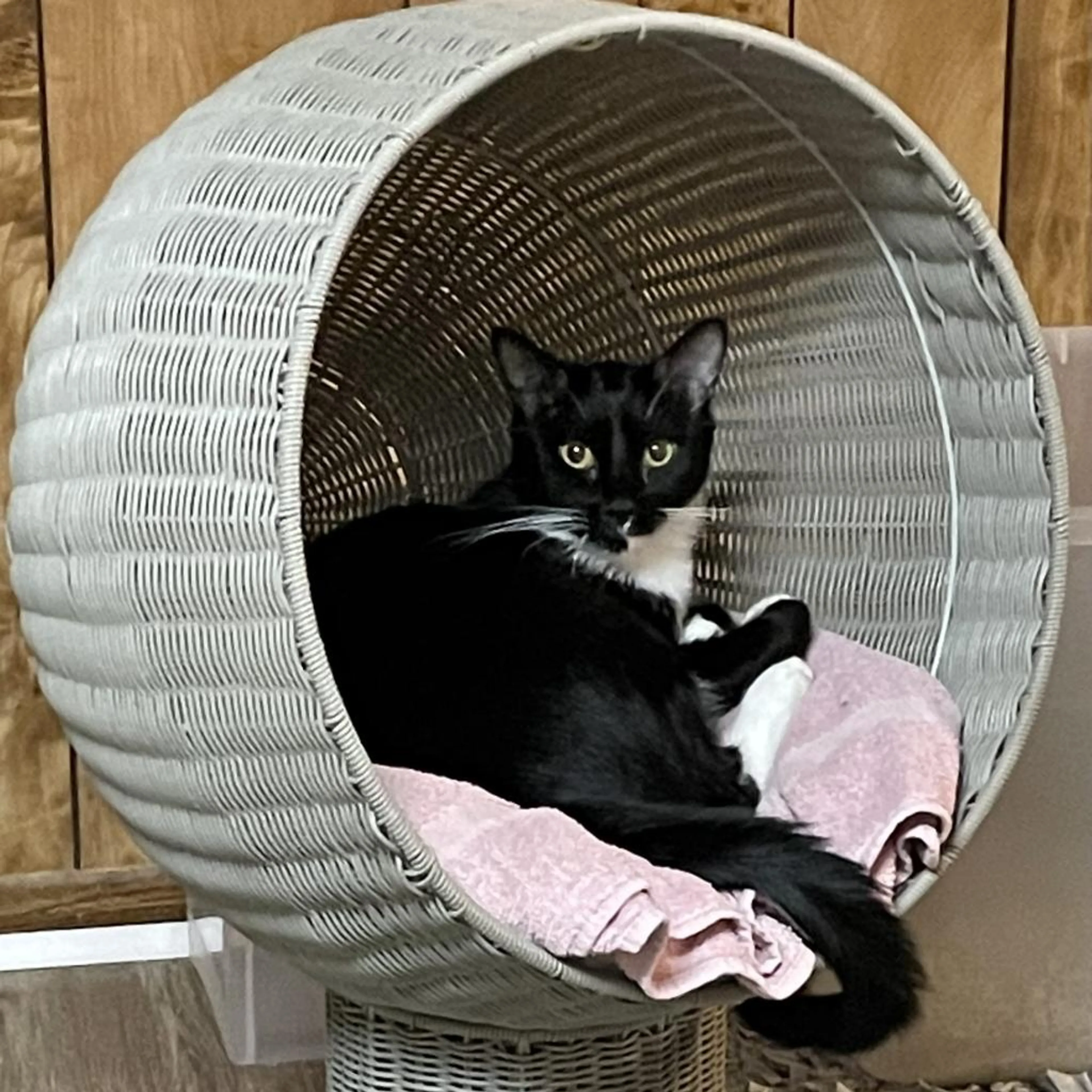 Found pet-2