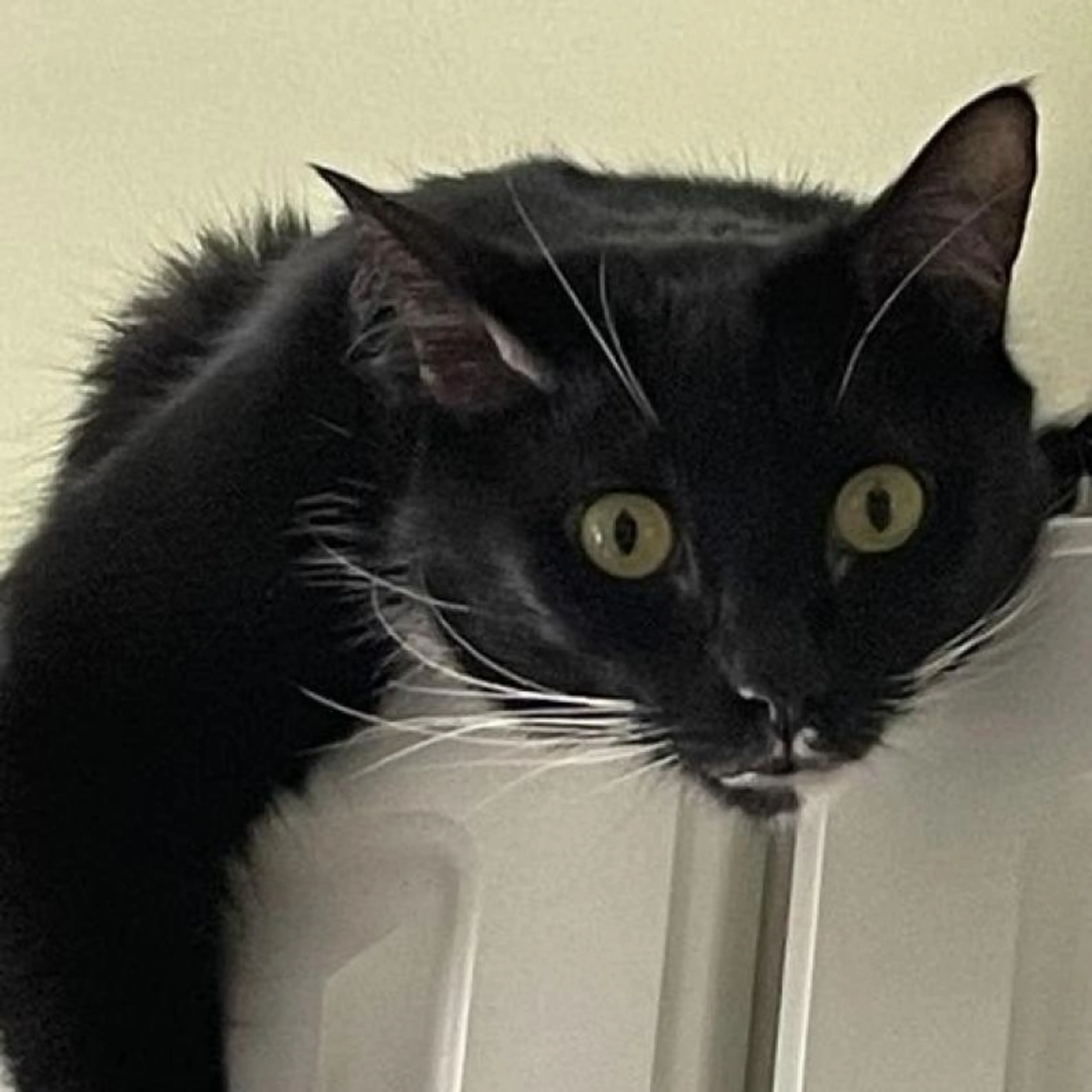 Found pet-1