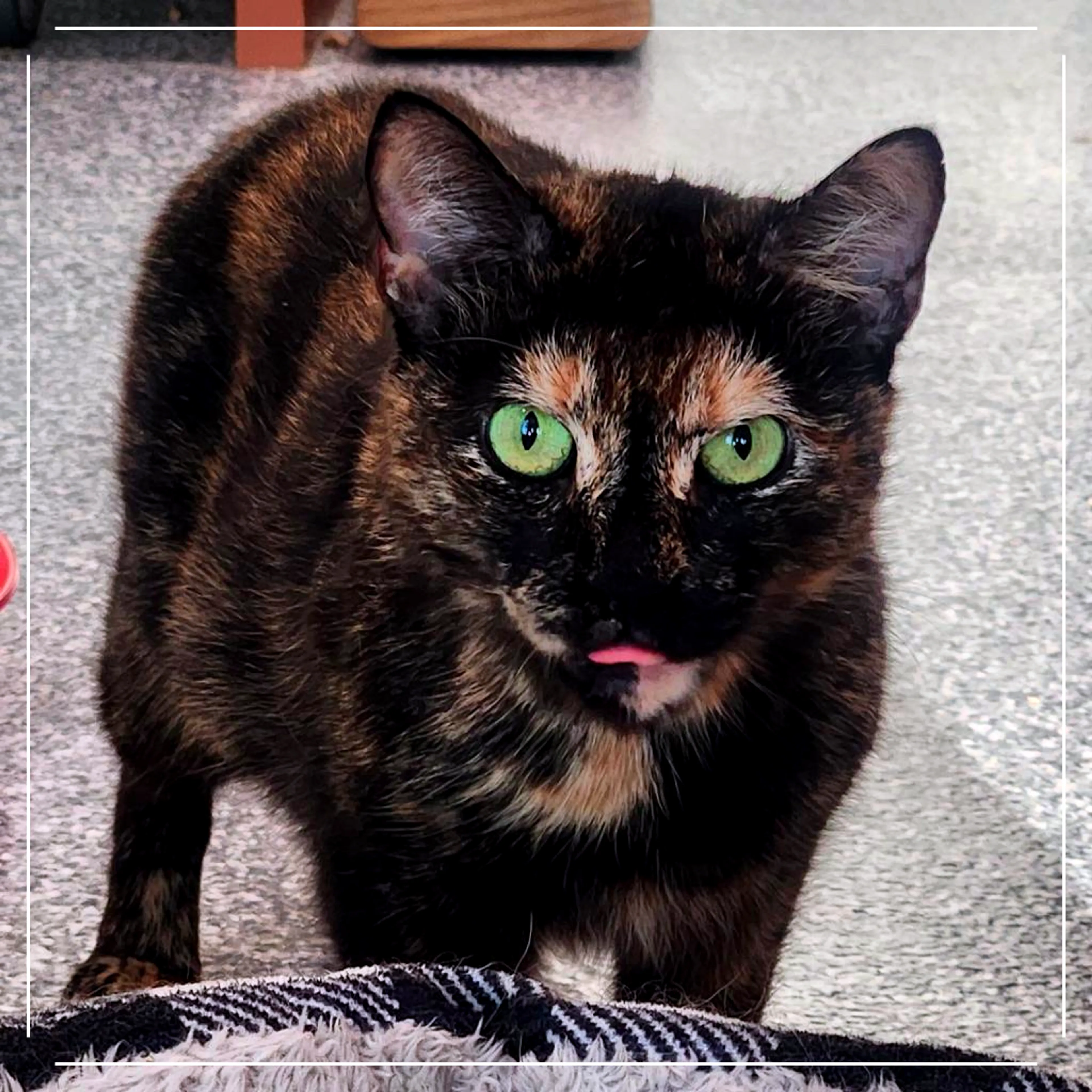 Found pet-3