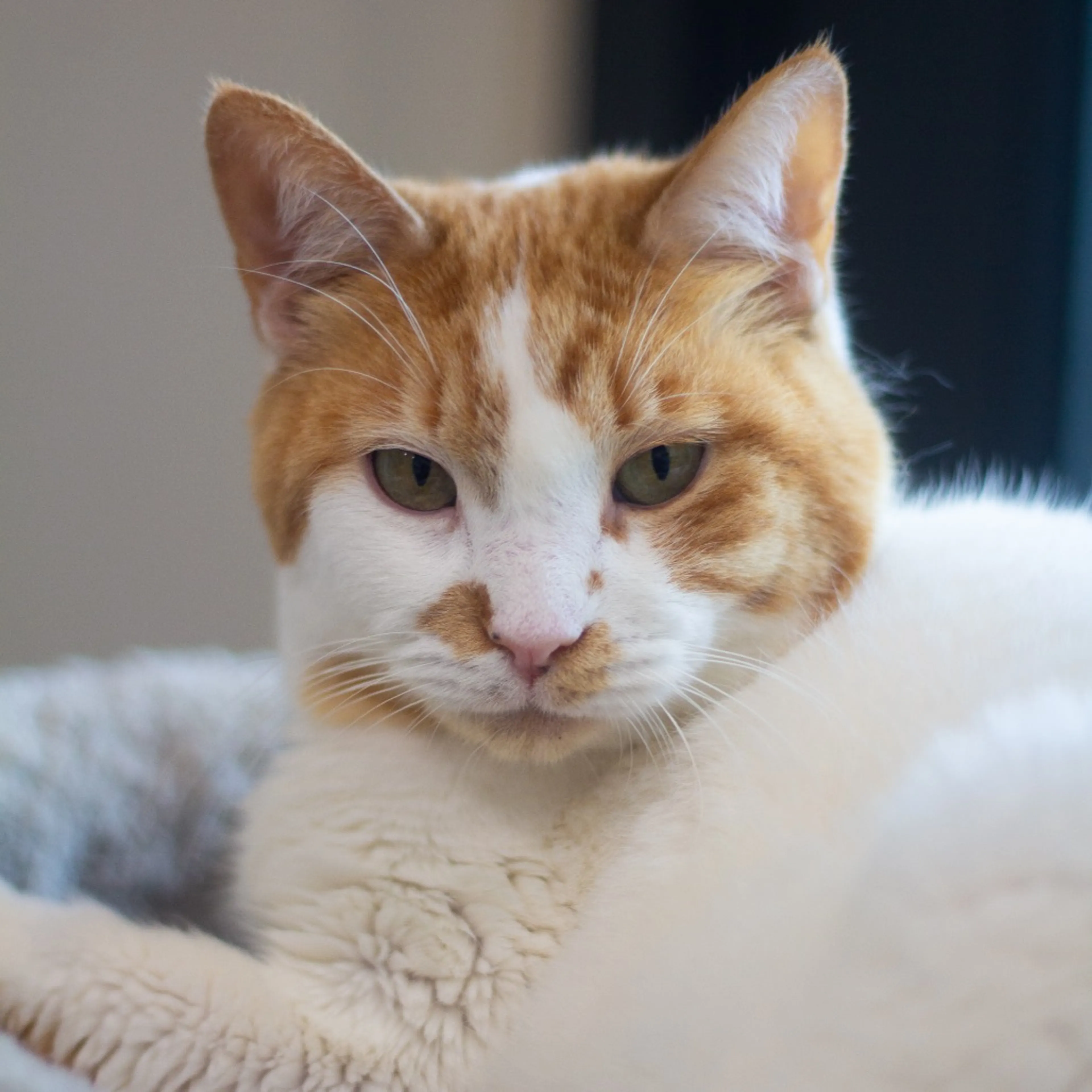 Found pet-6