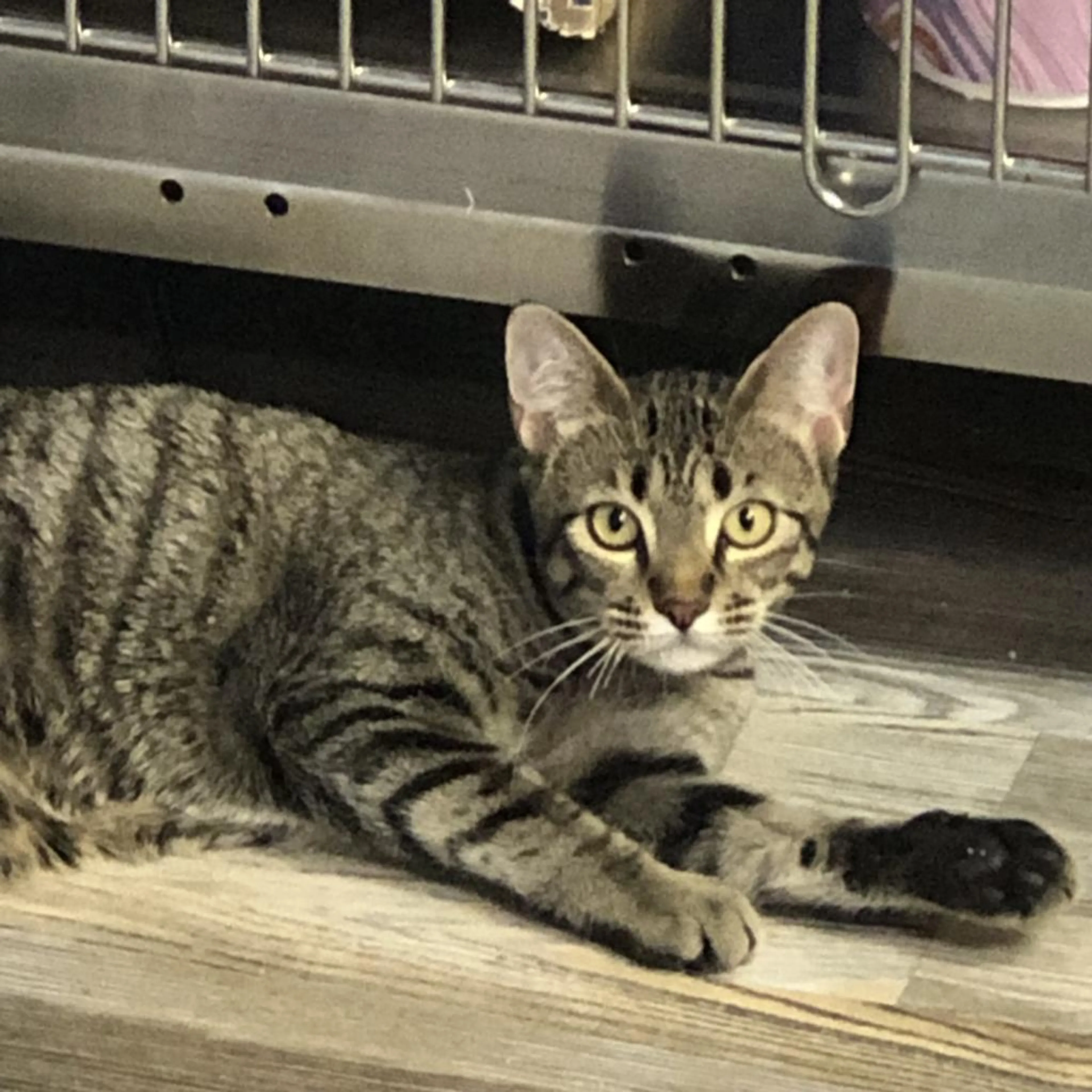 Found pet-4