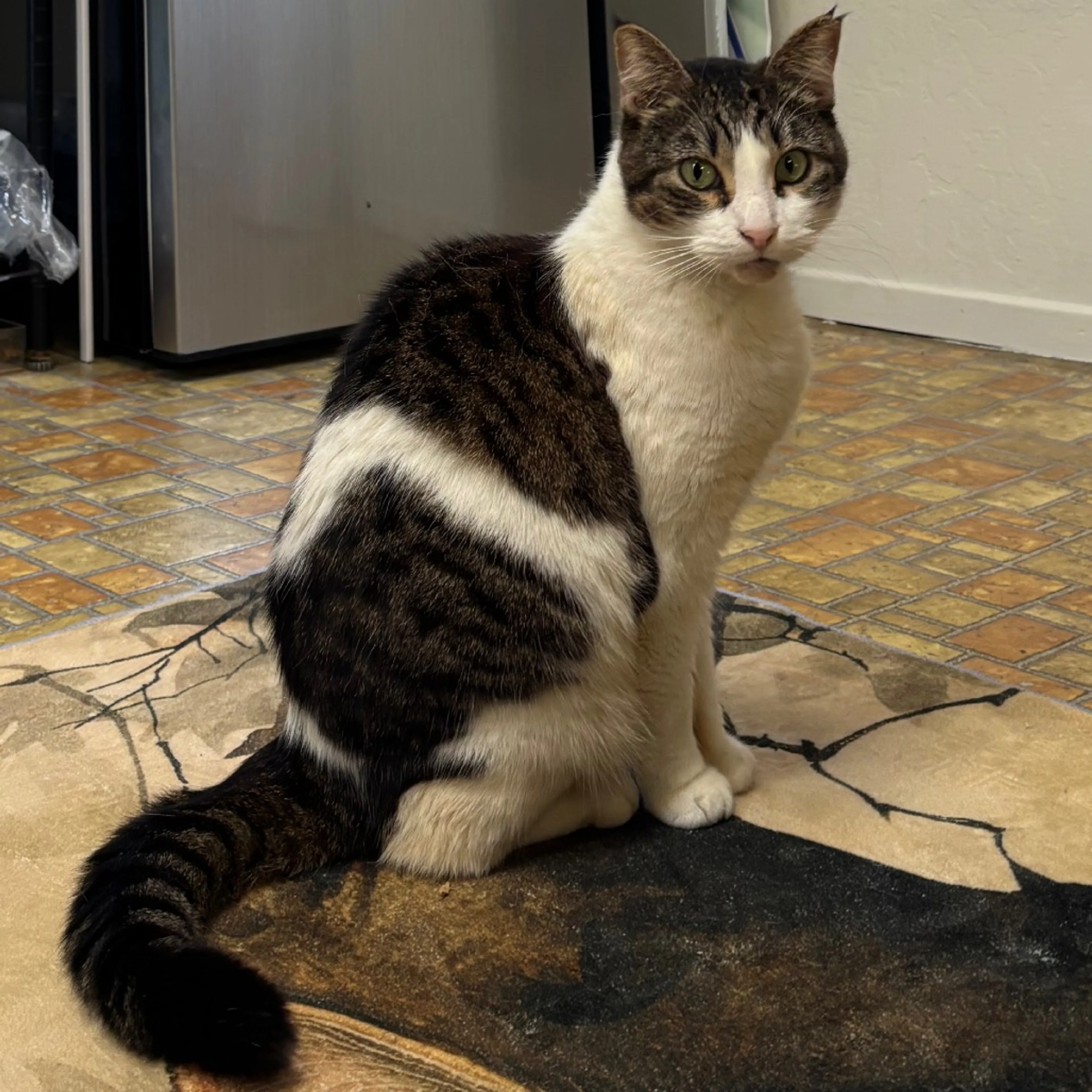 Found pet-7