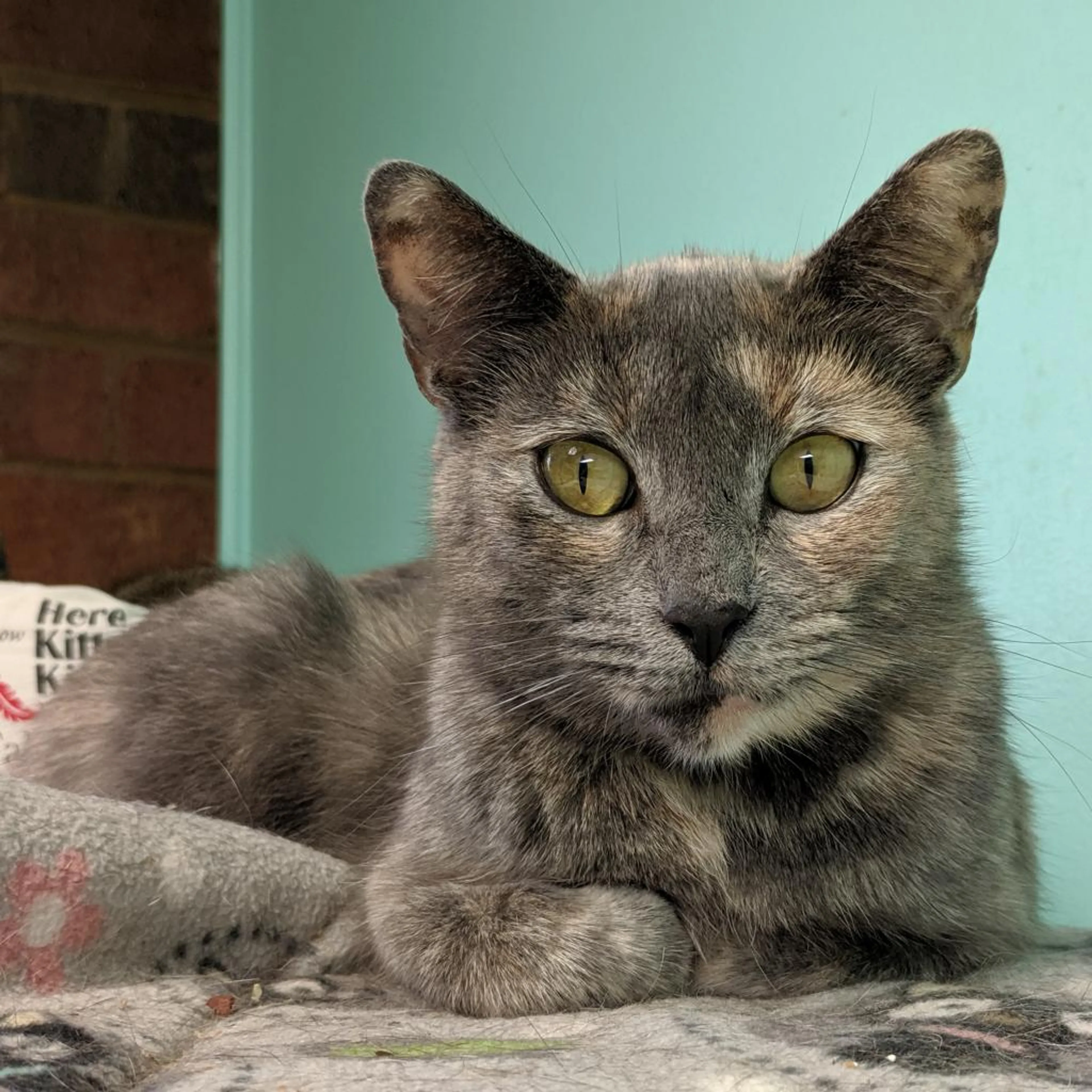 Found pet-5