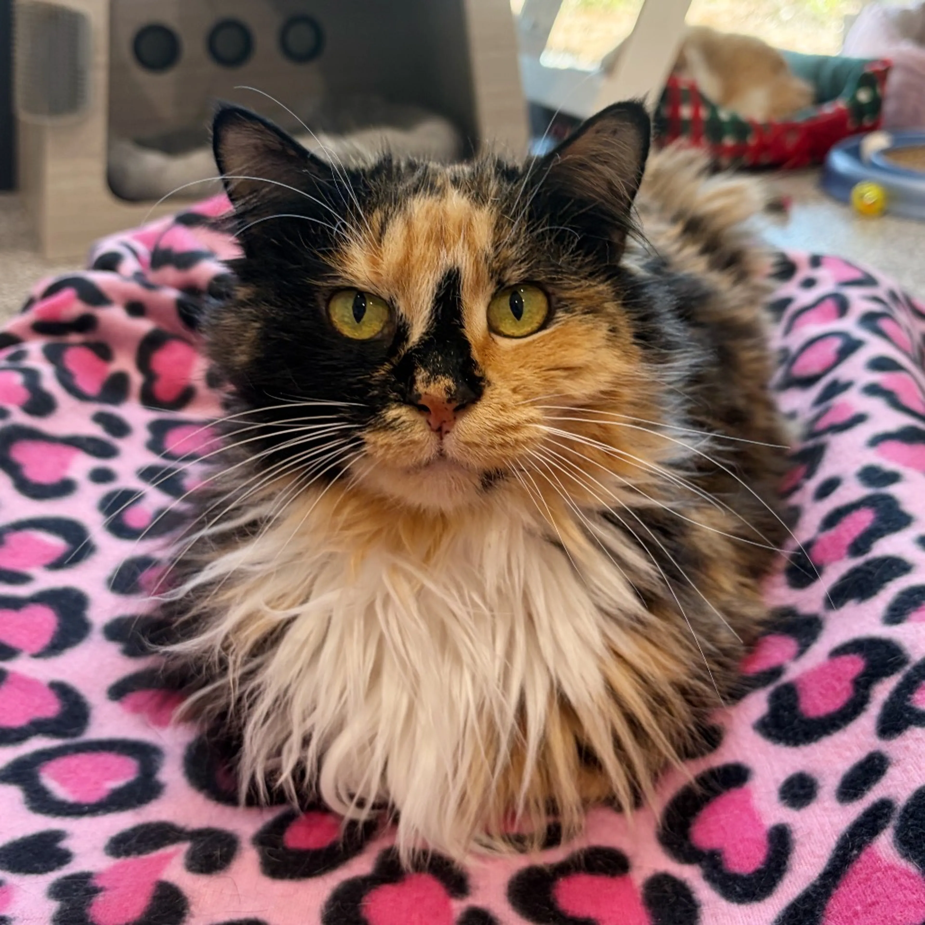Found pet-9