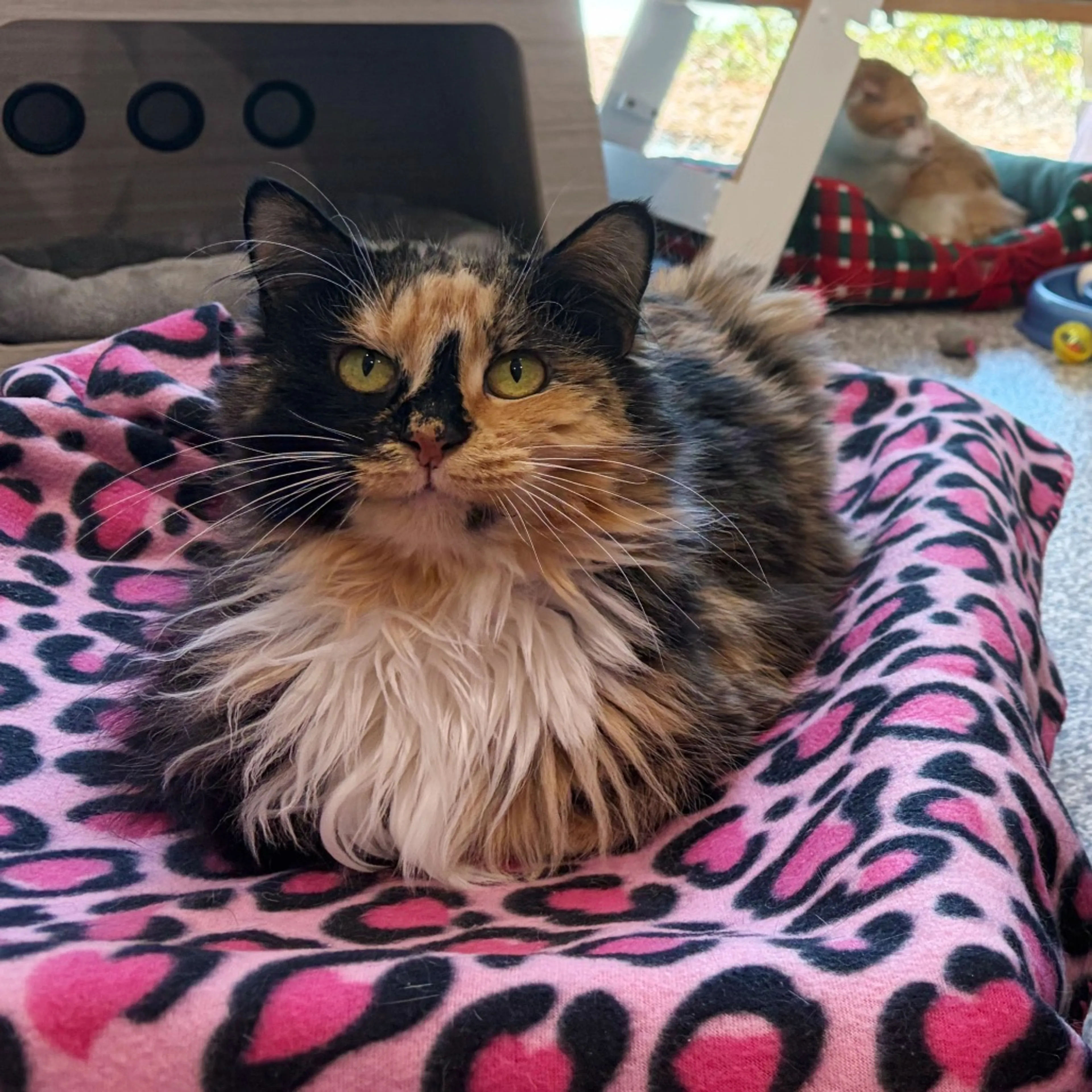 Found pet-8