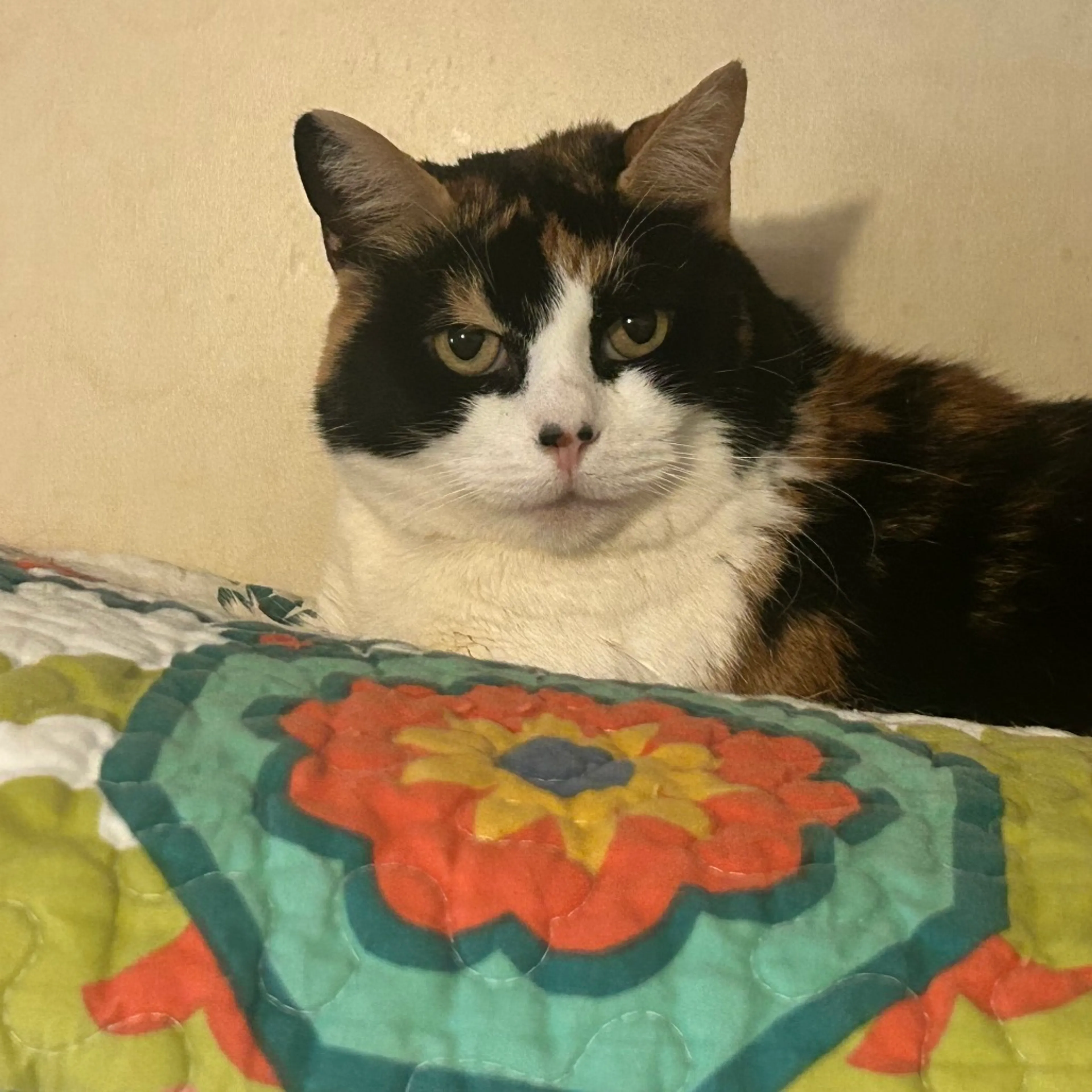 Found pet-6
