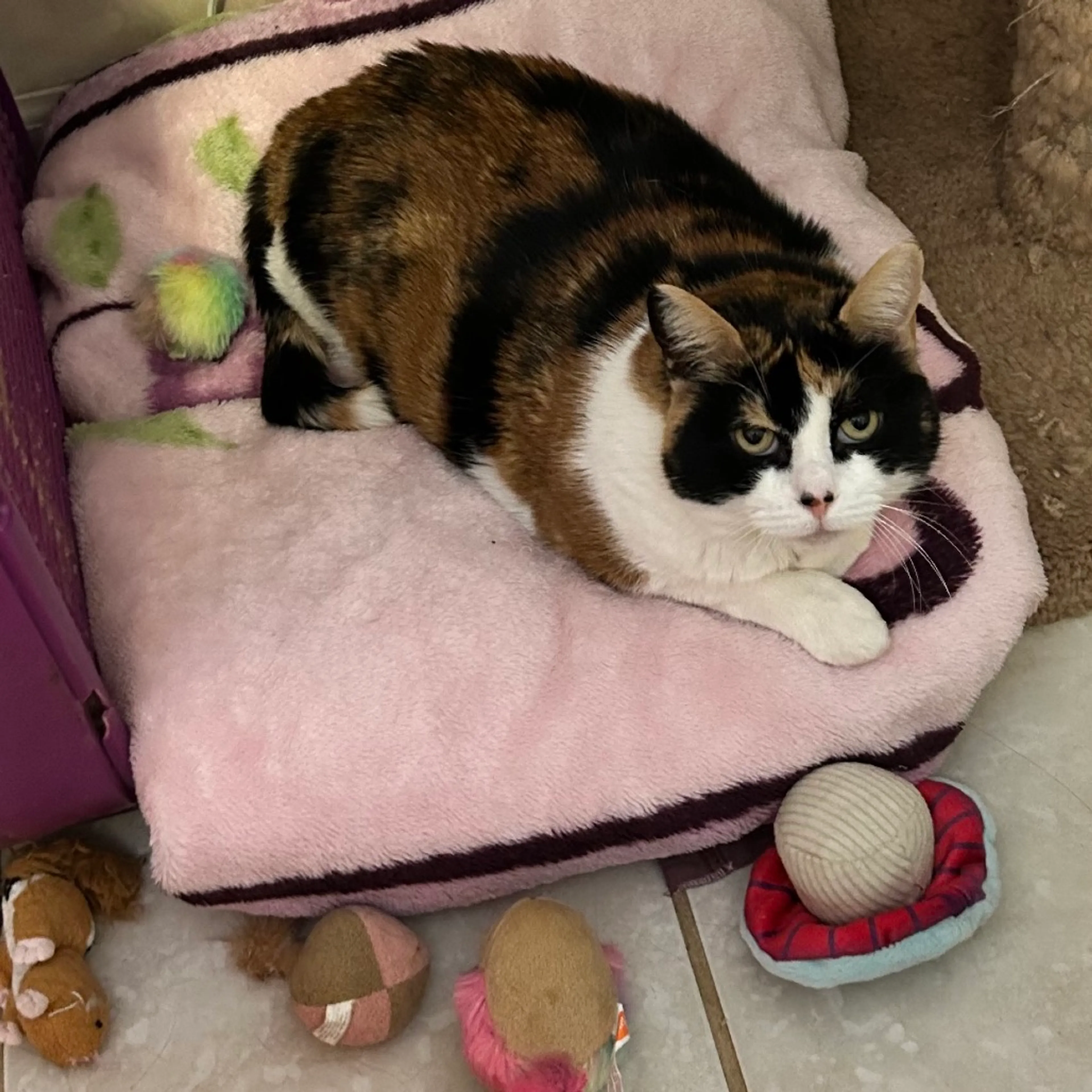 Found pet-5