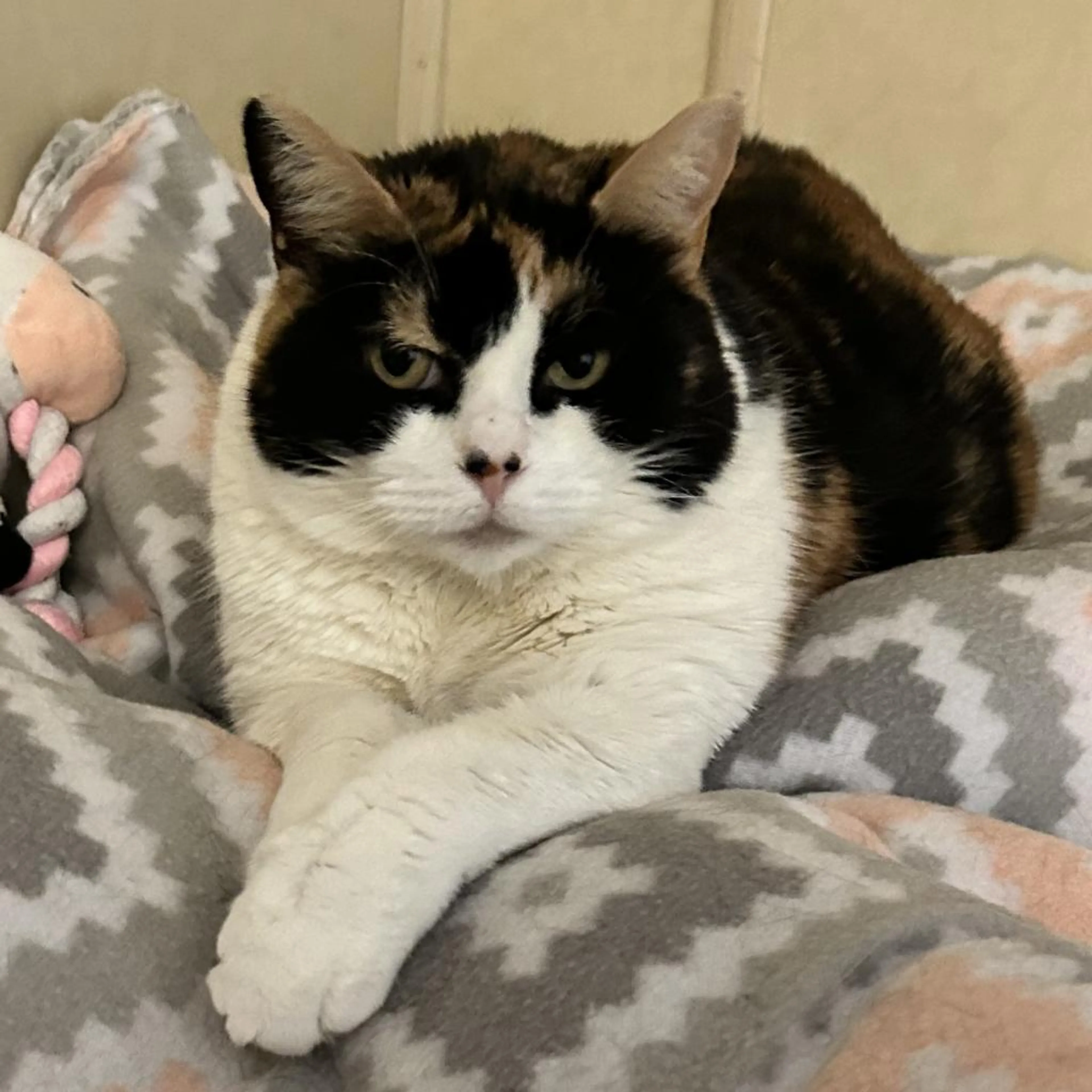 Found pet-1