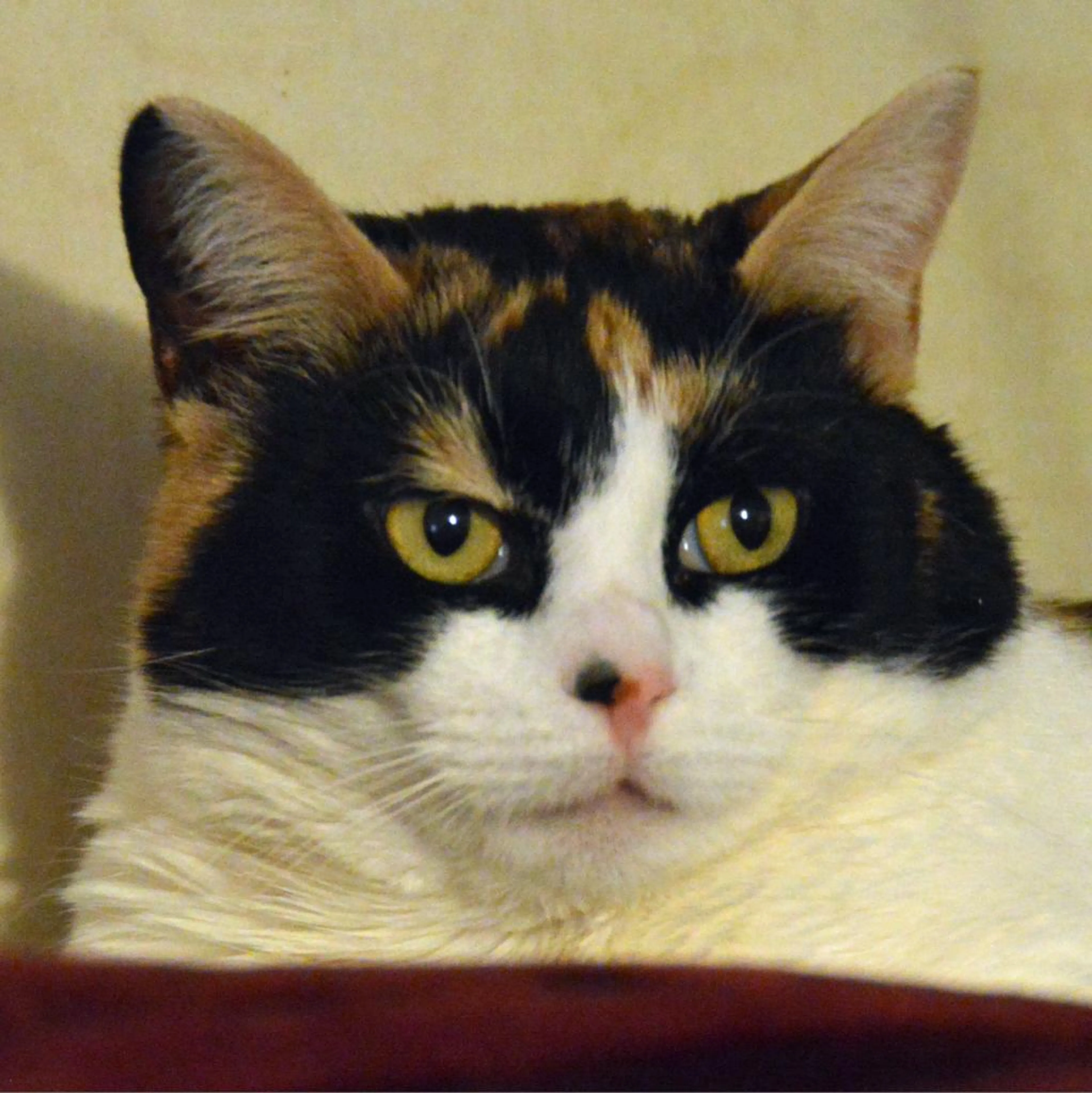Found pet-4