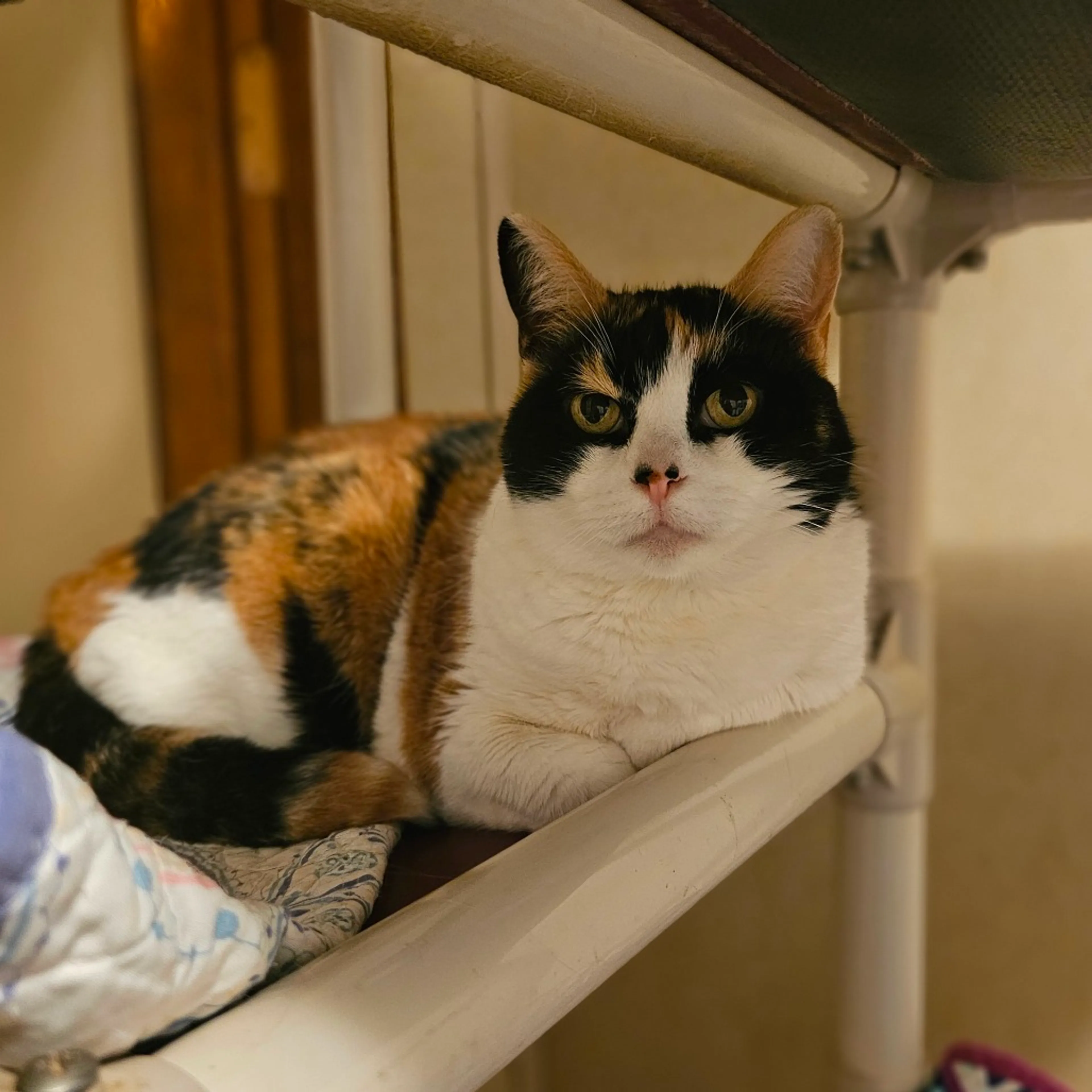 Found pet-0
