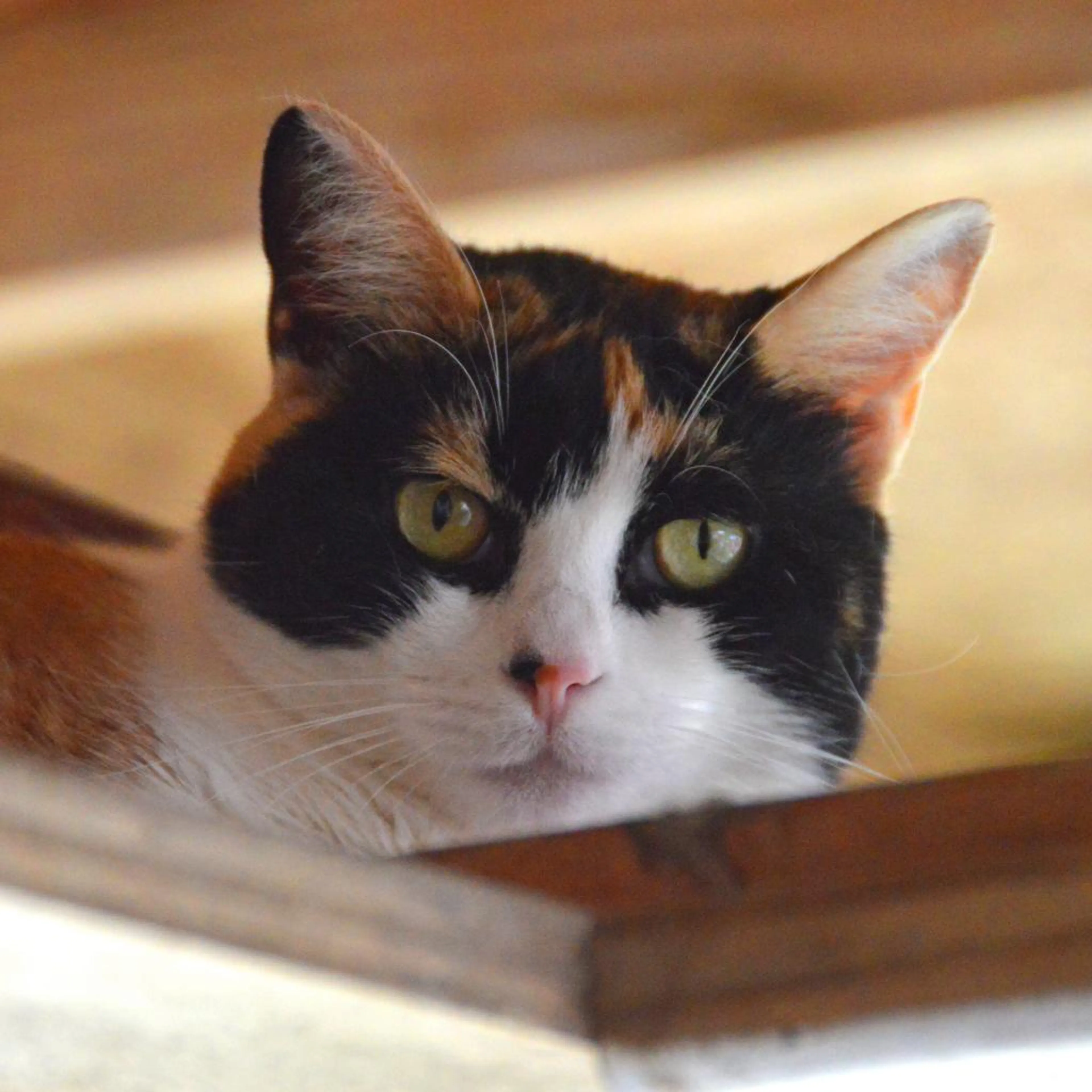 Found pet-2