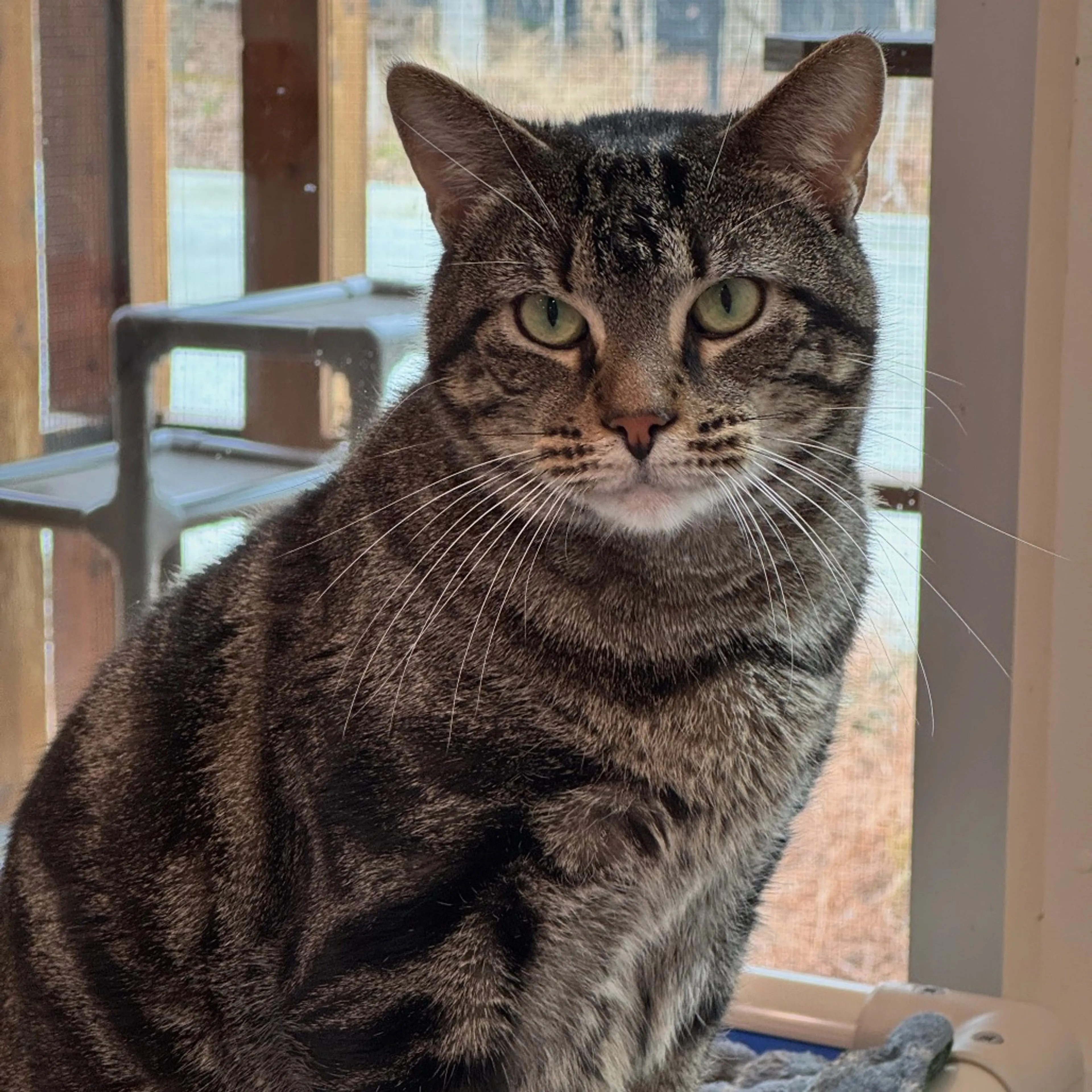 Found pet-3