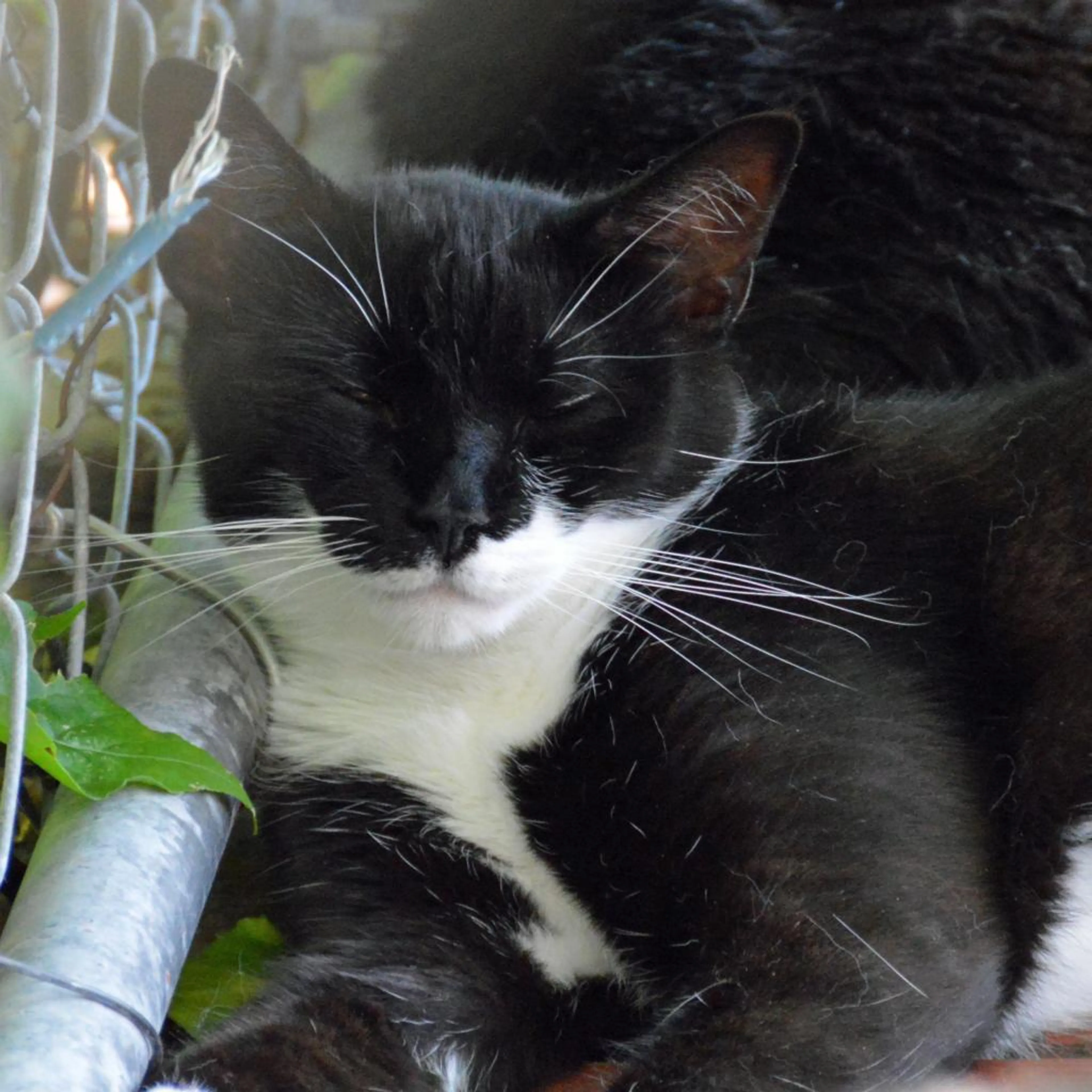 Found pet-6