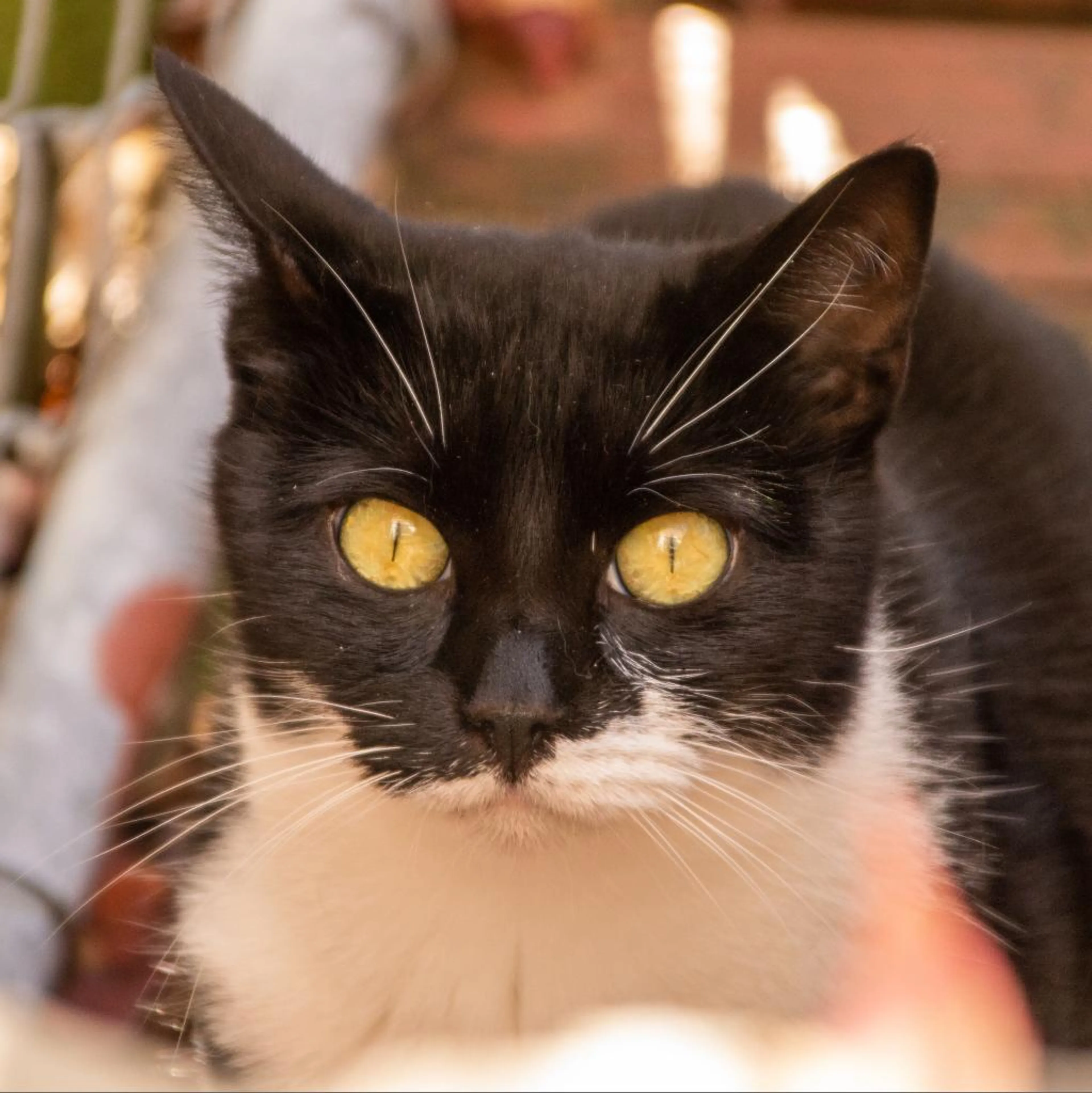 Found pet-1
