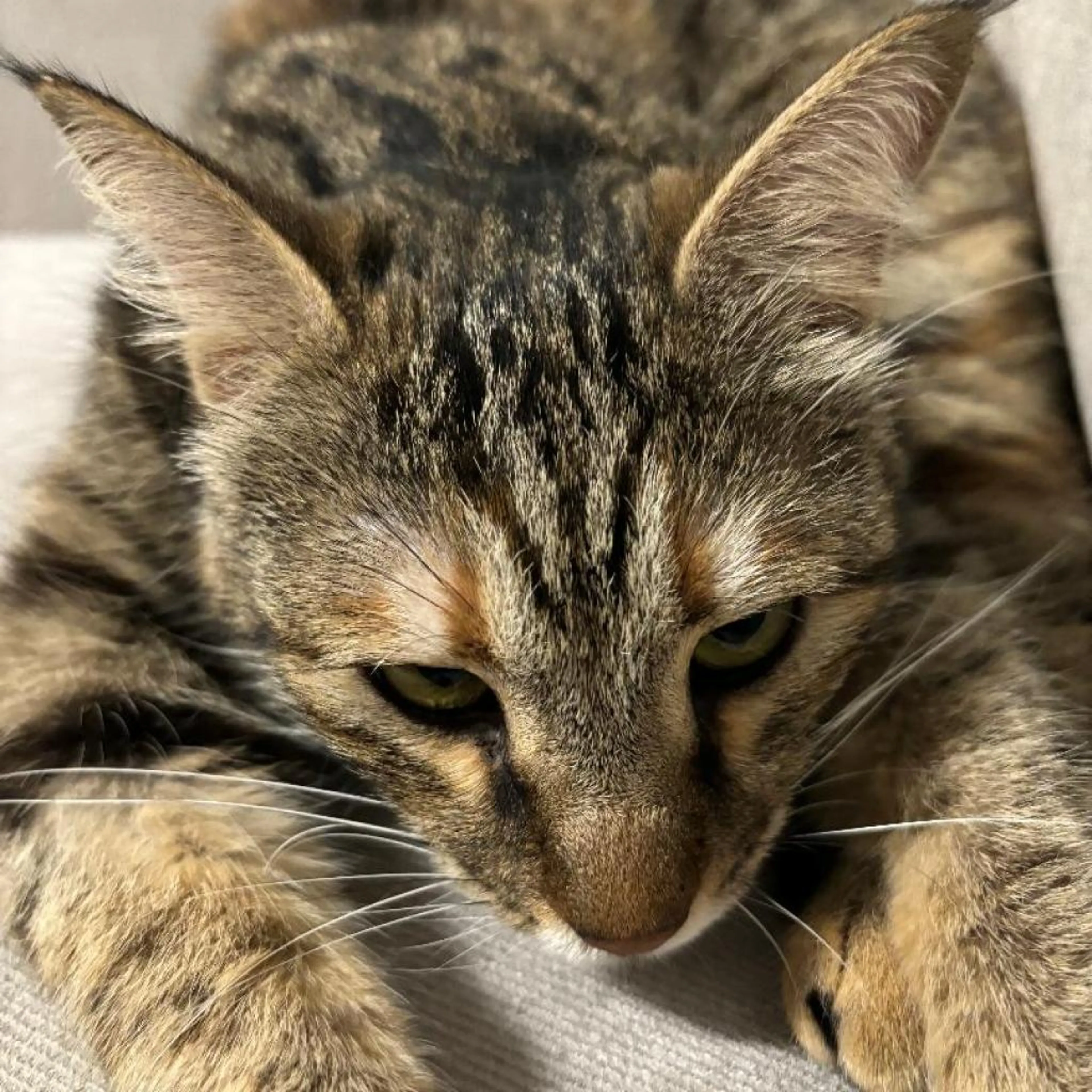 Found pet-3