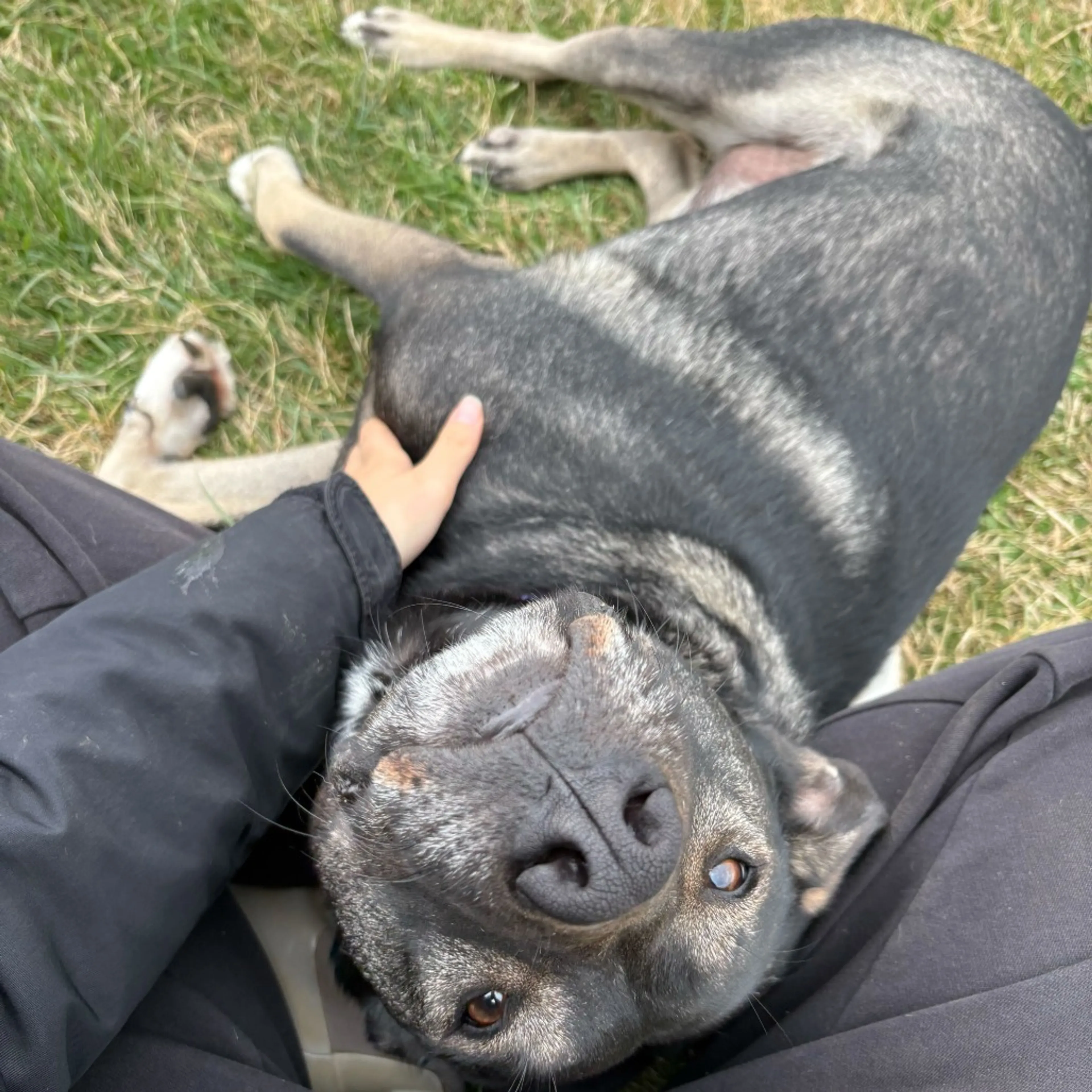 Found pet-0