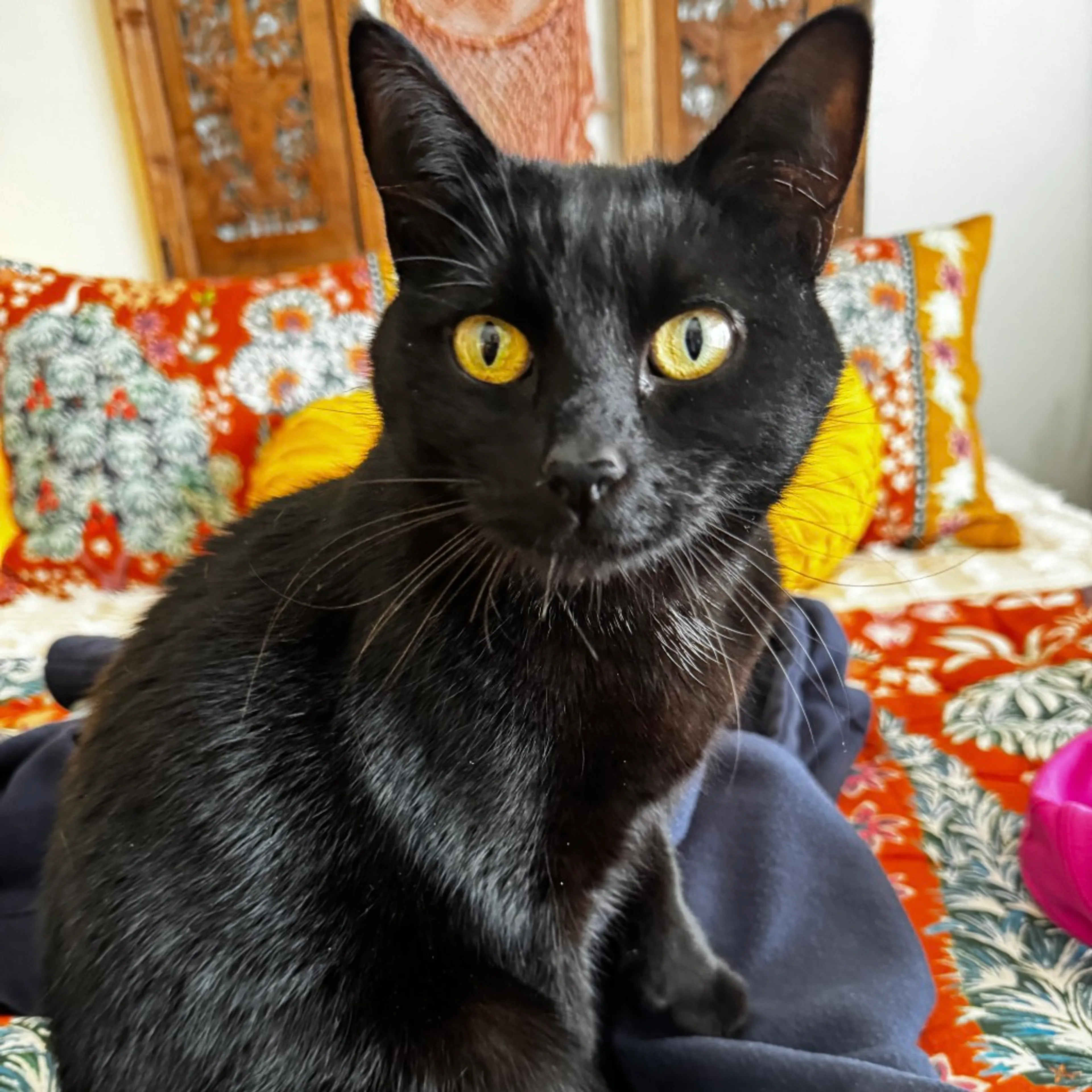 Found pet