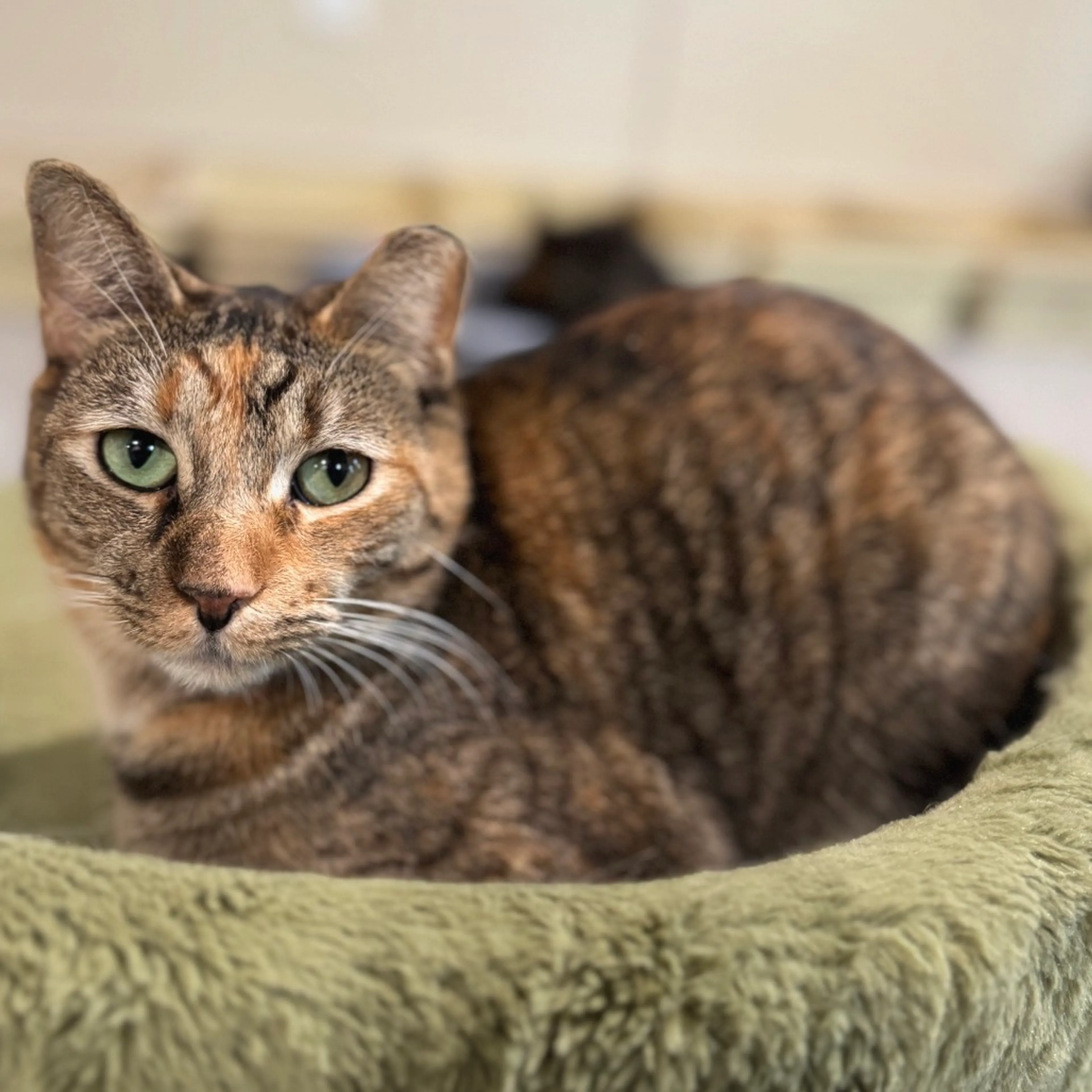 Found pet-2