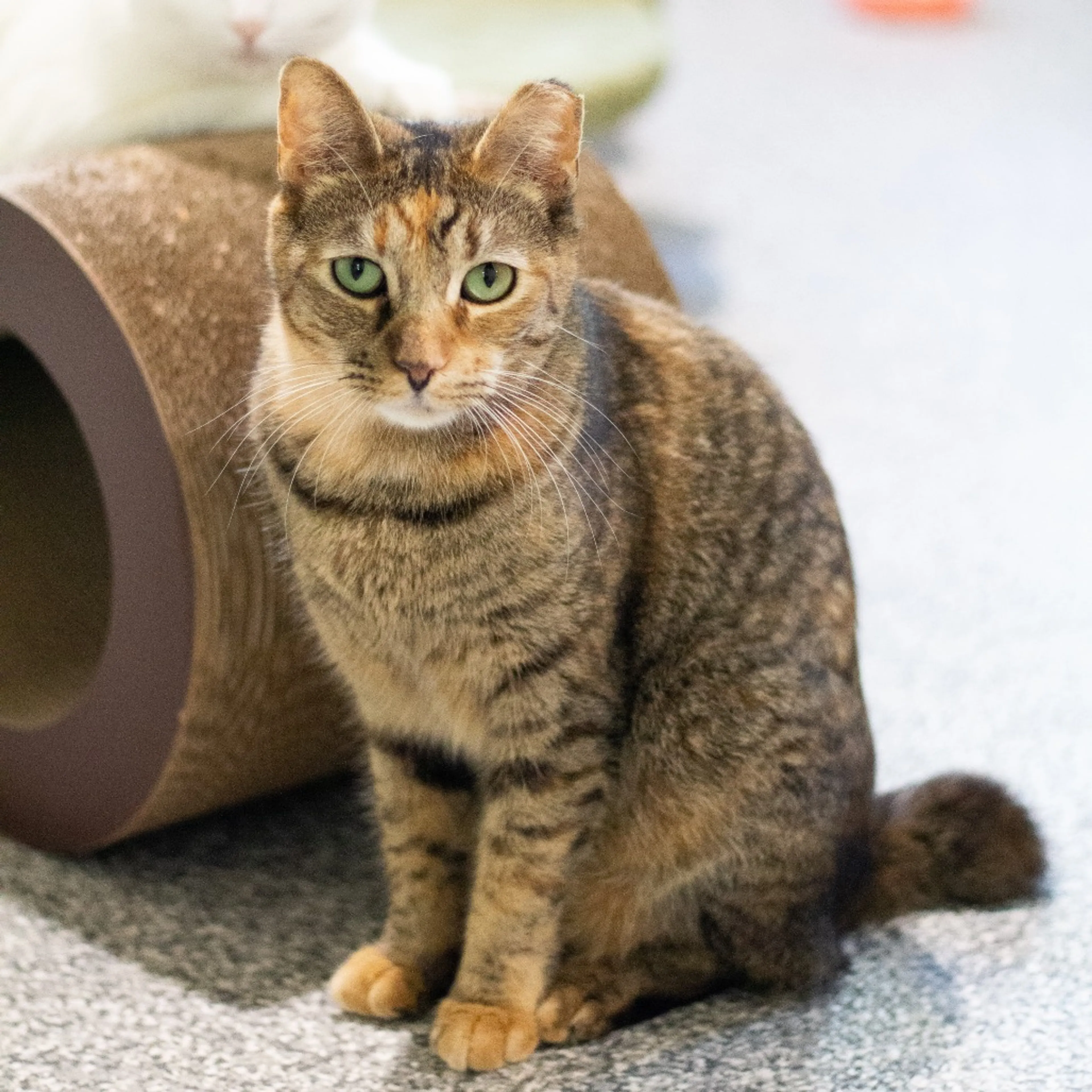 Found pet-3