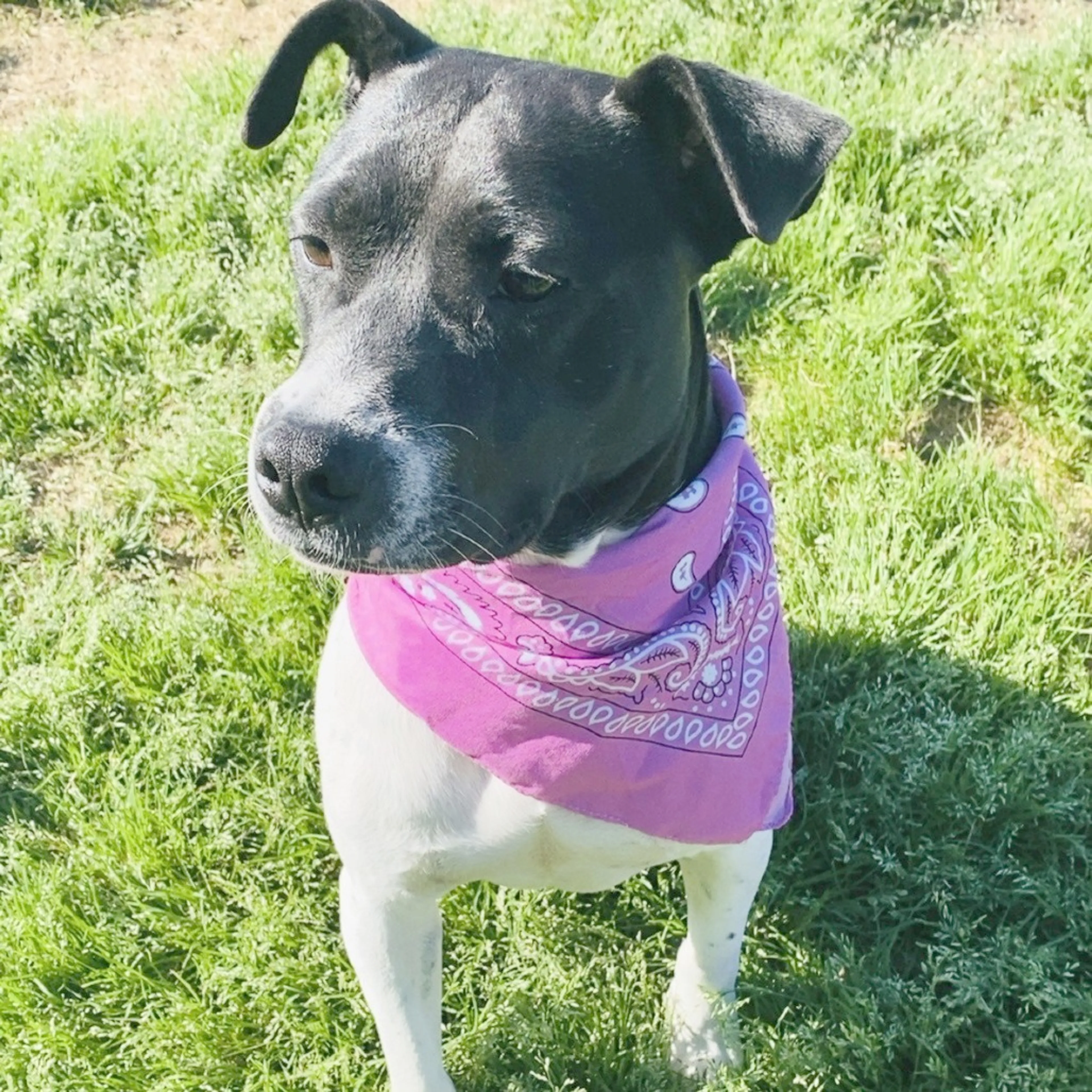 Found pet-17