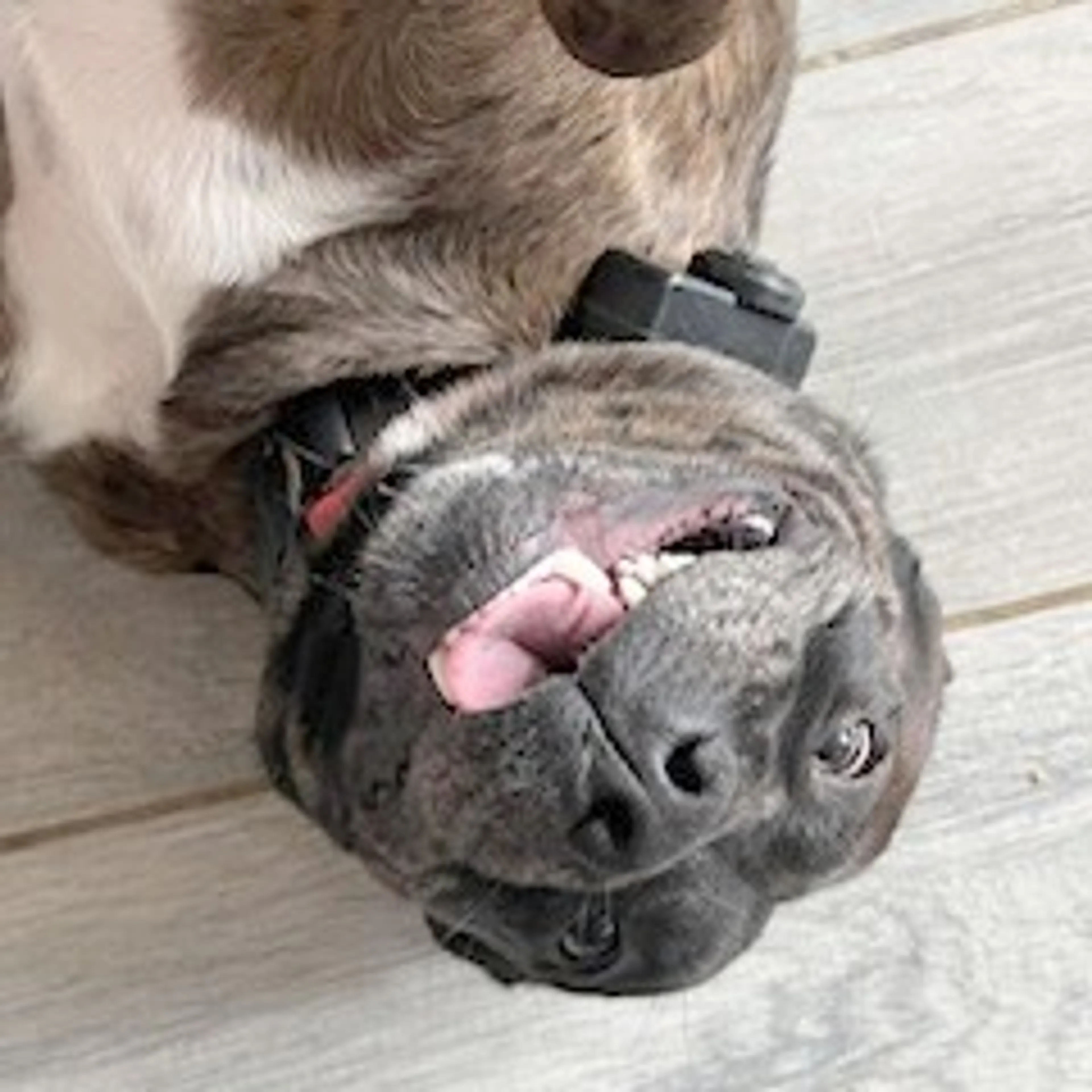 Found pet-26