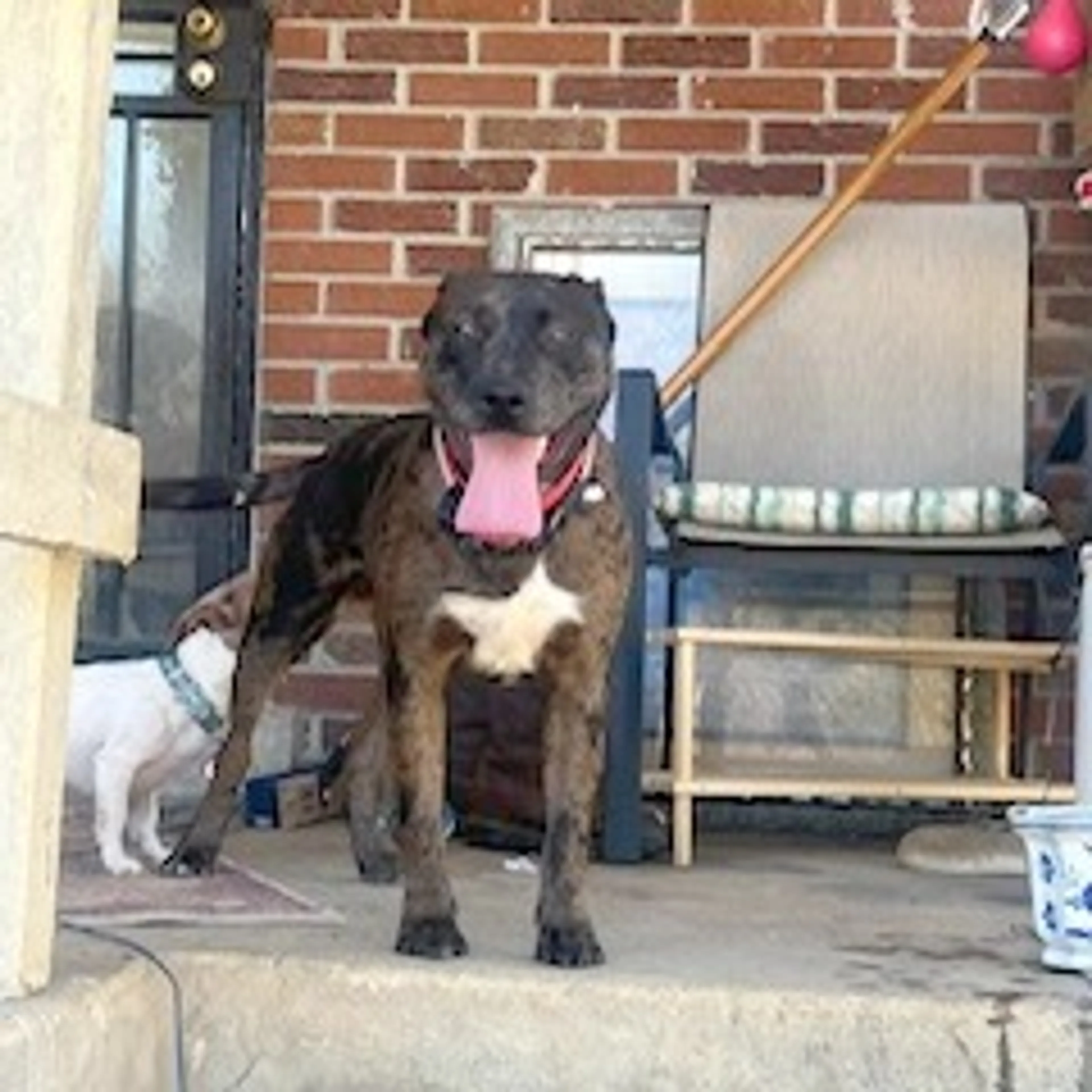 Found pet-25