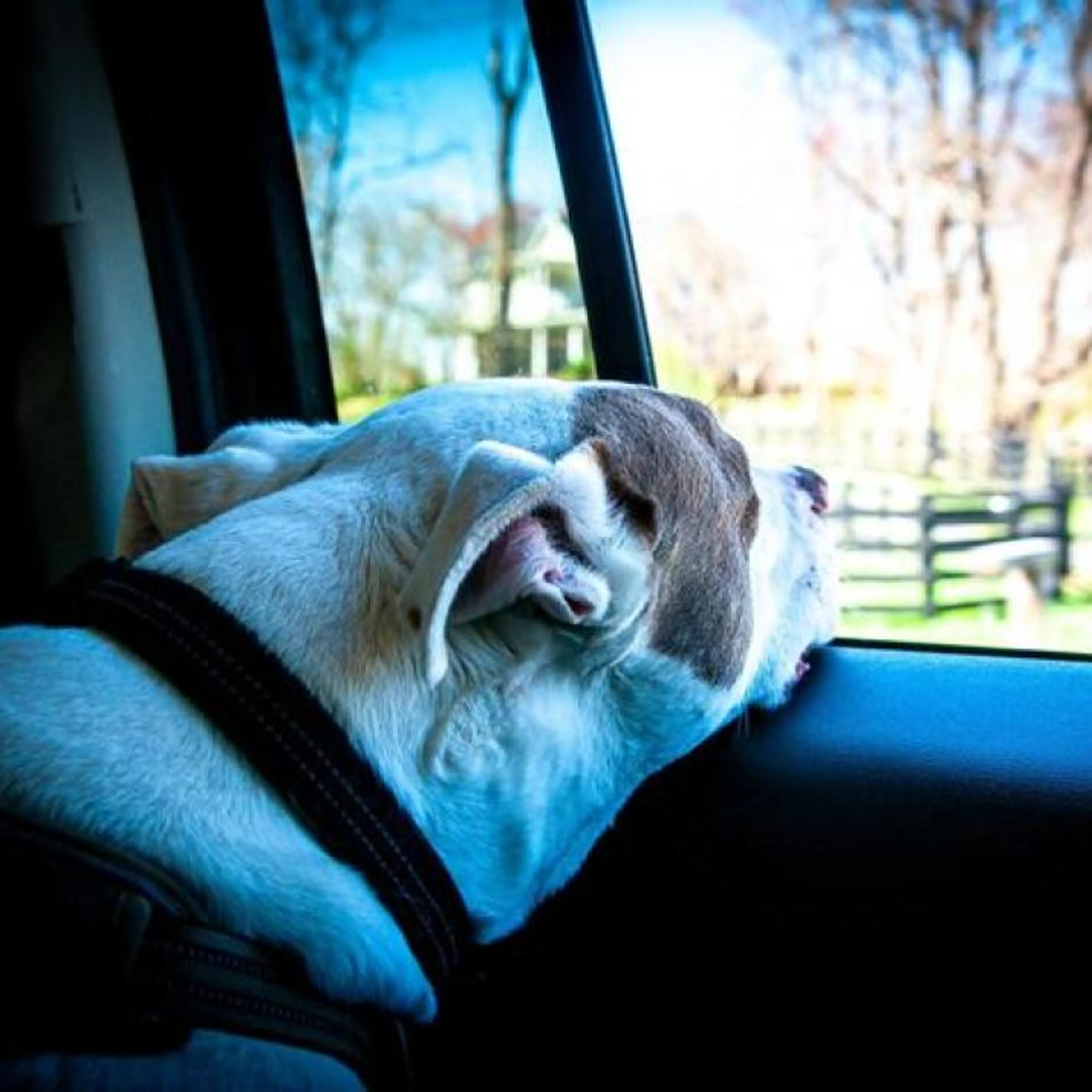 cdn image