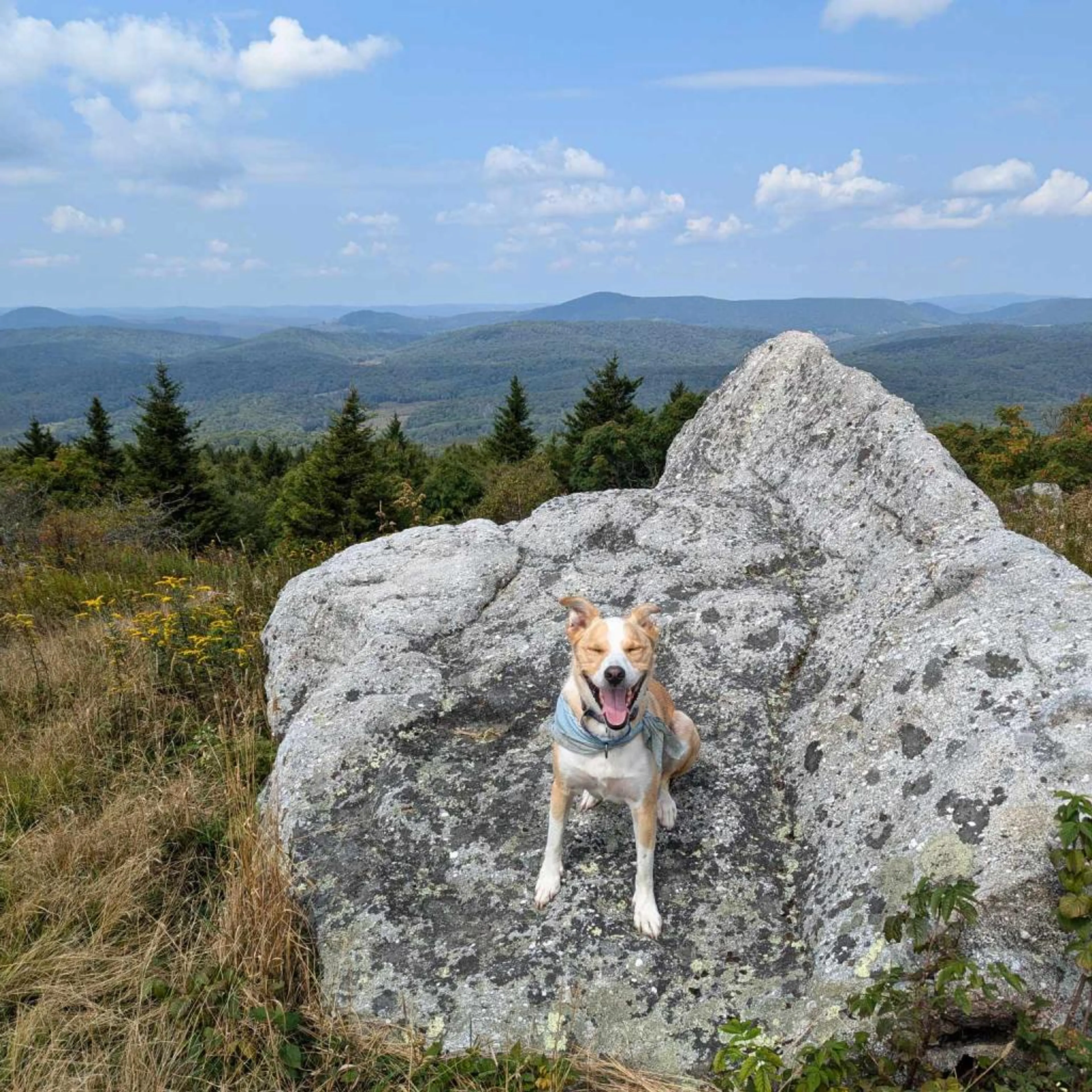 Found pet-2