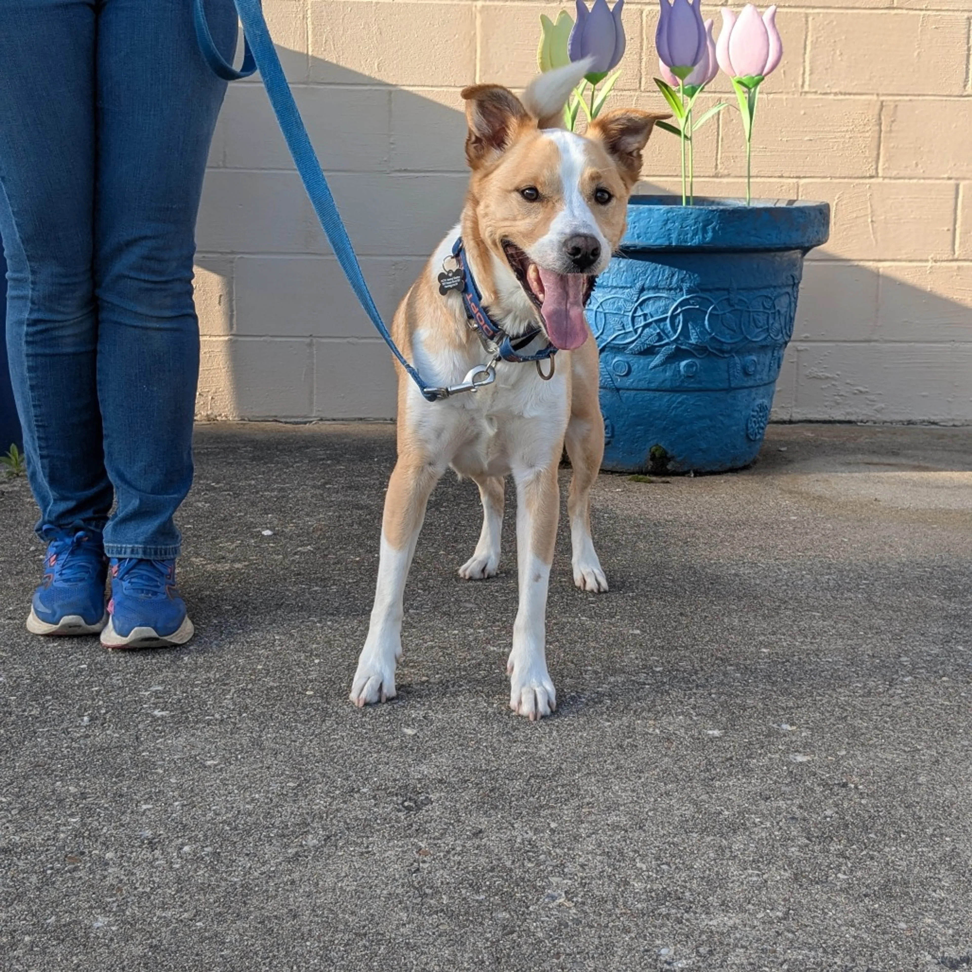 Found pet-14