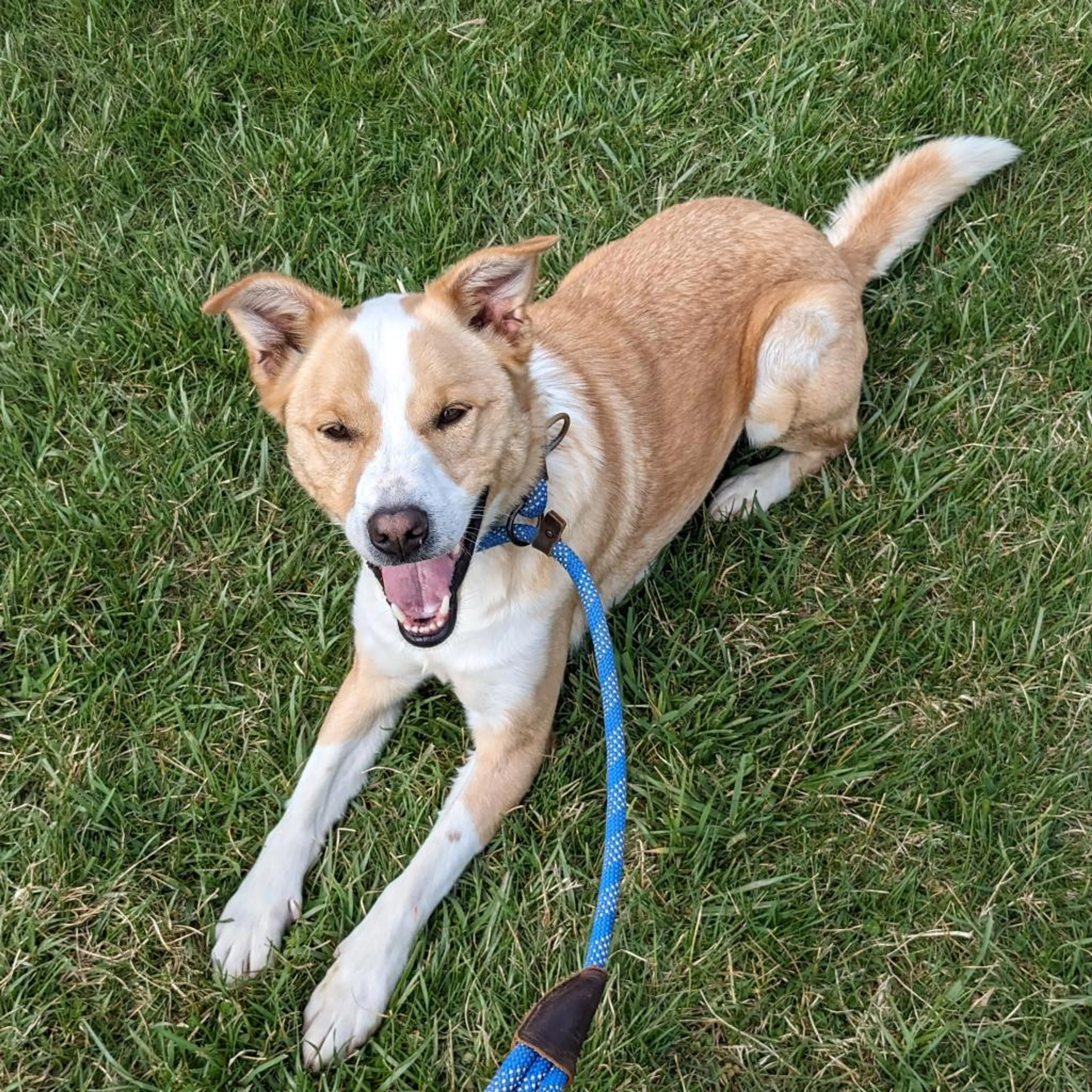Found pet-10
