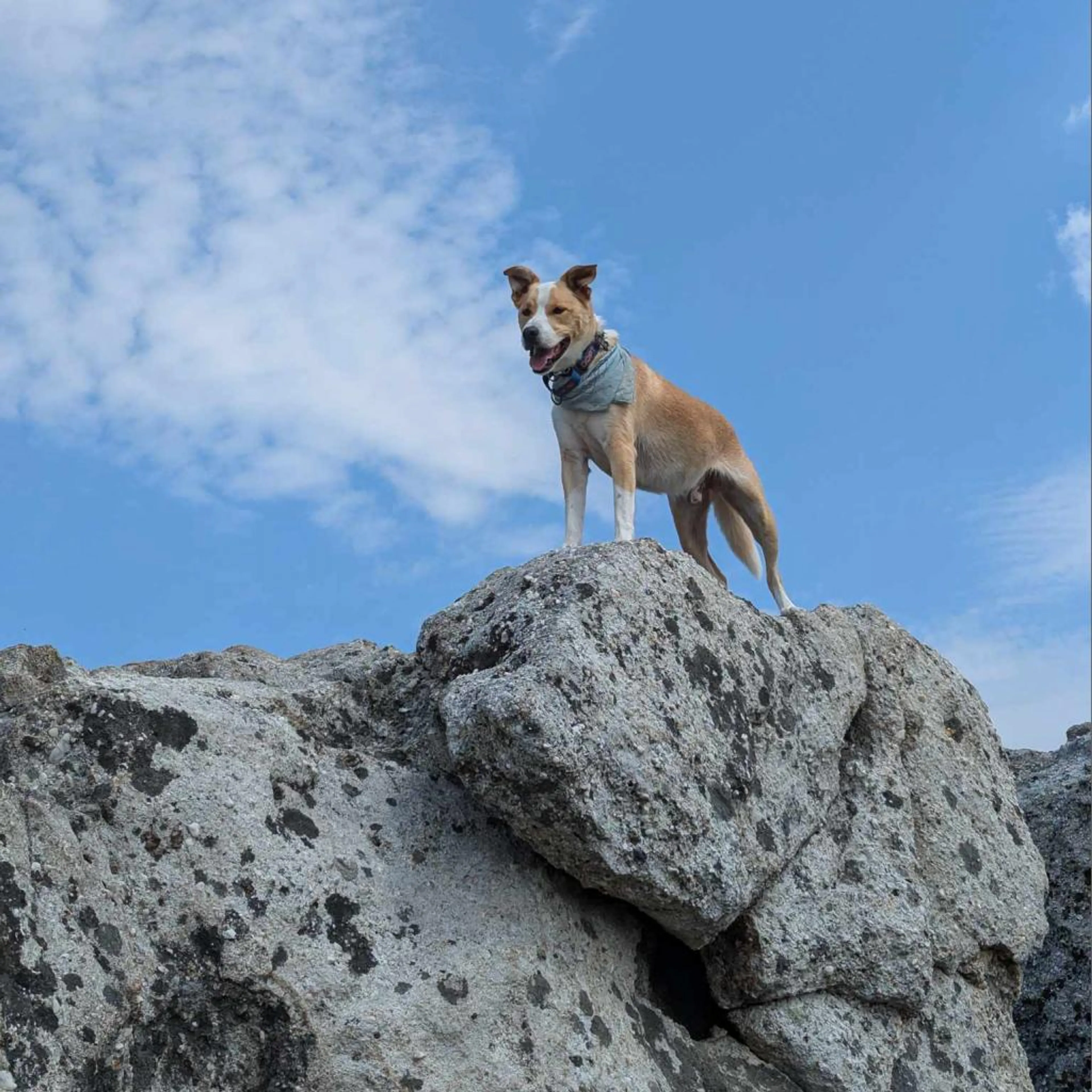 Found pet-3