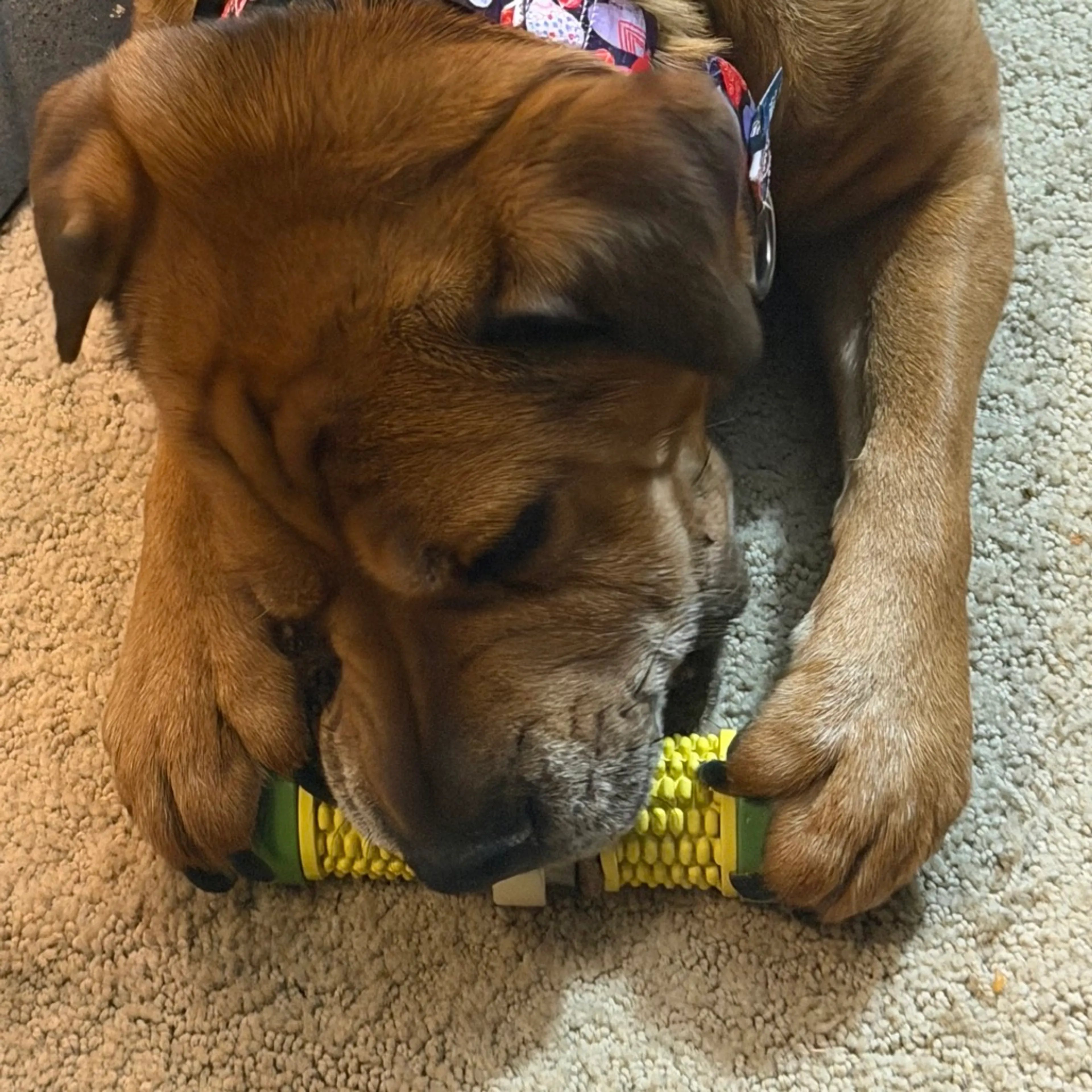 Found pet-29