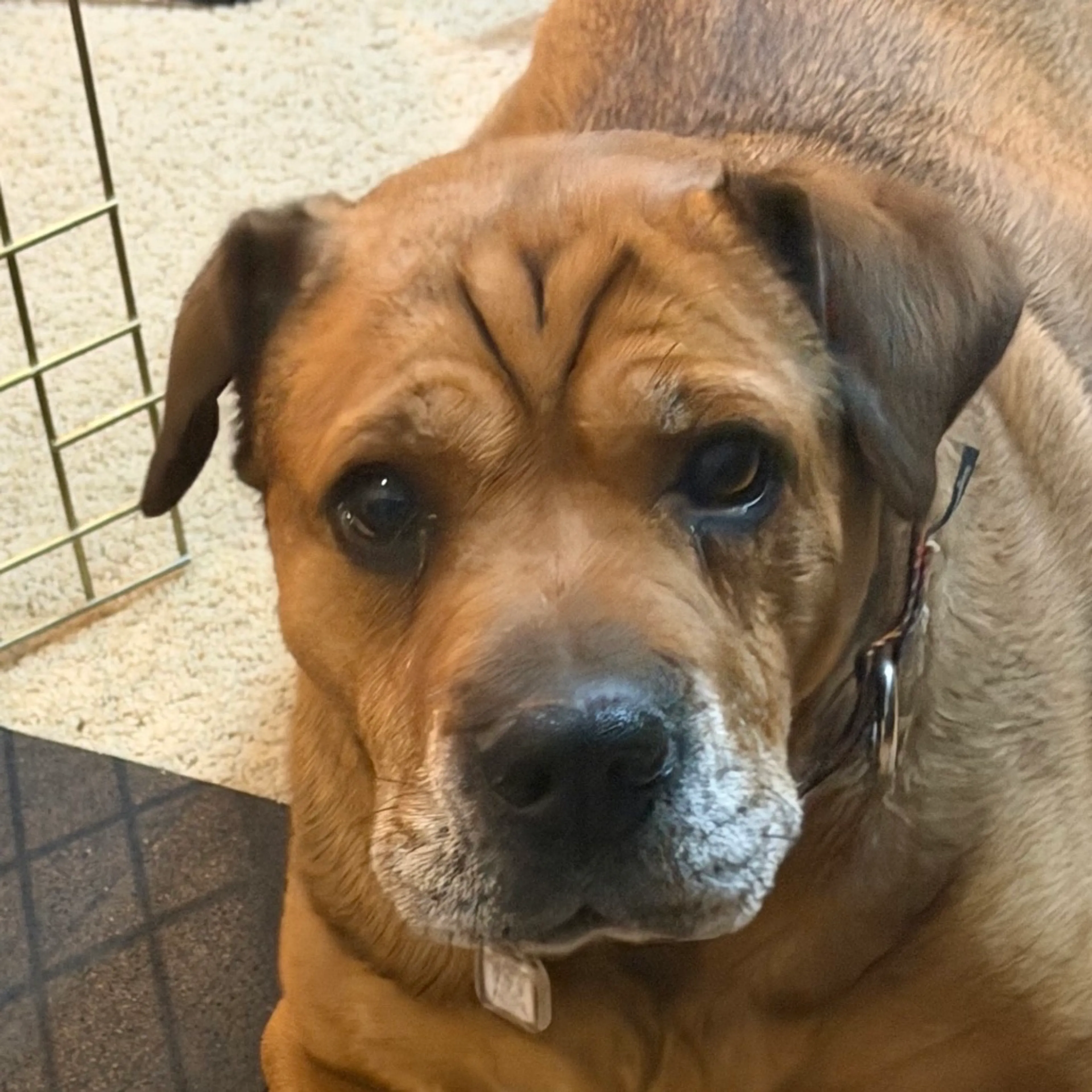Found pet-28