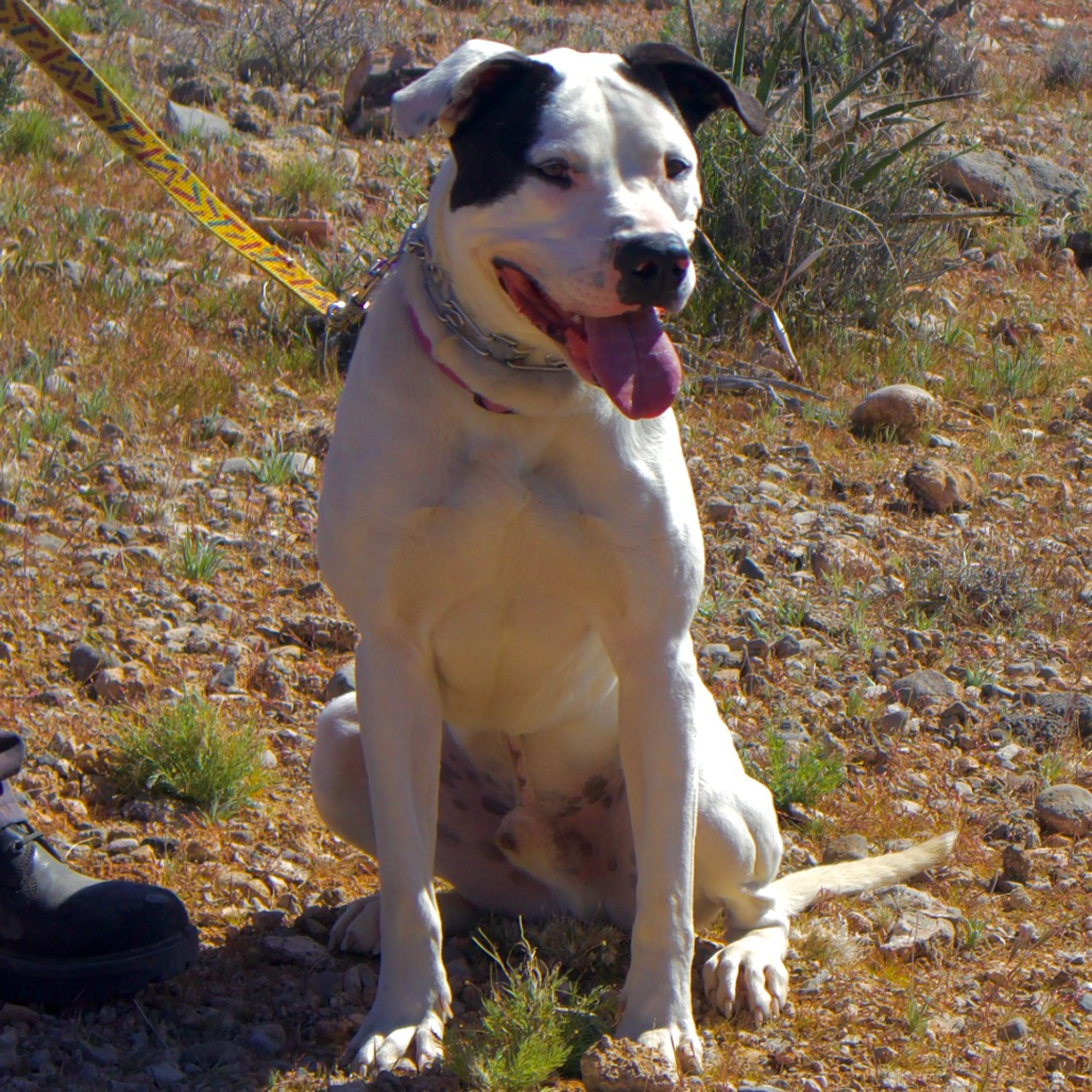 Found pet-12