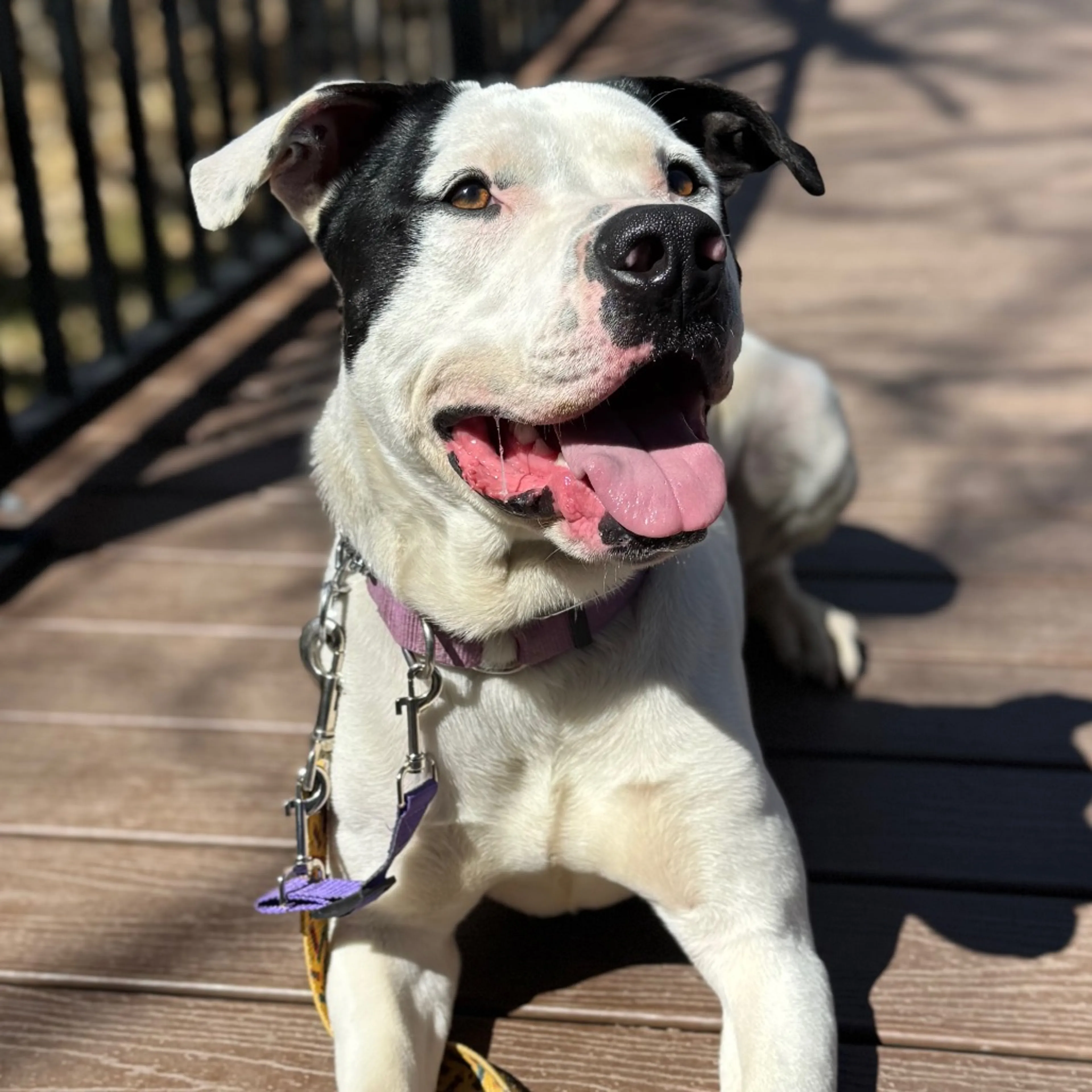 Found pet-13