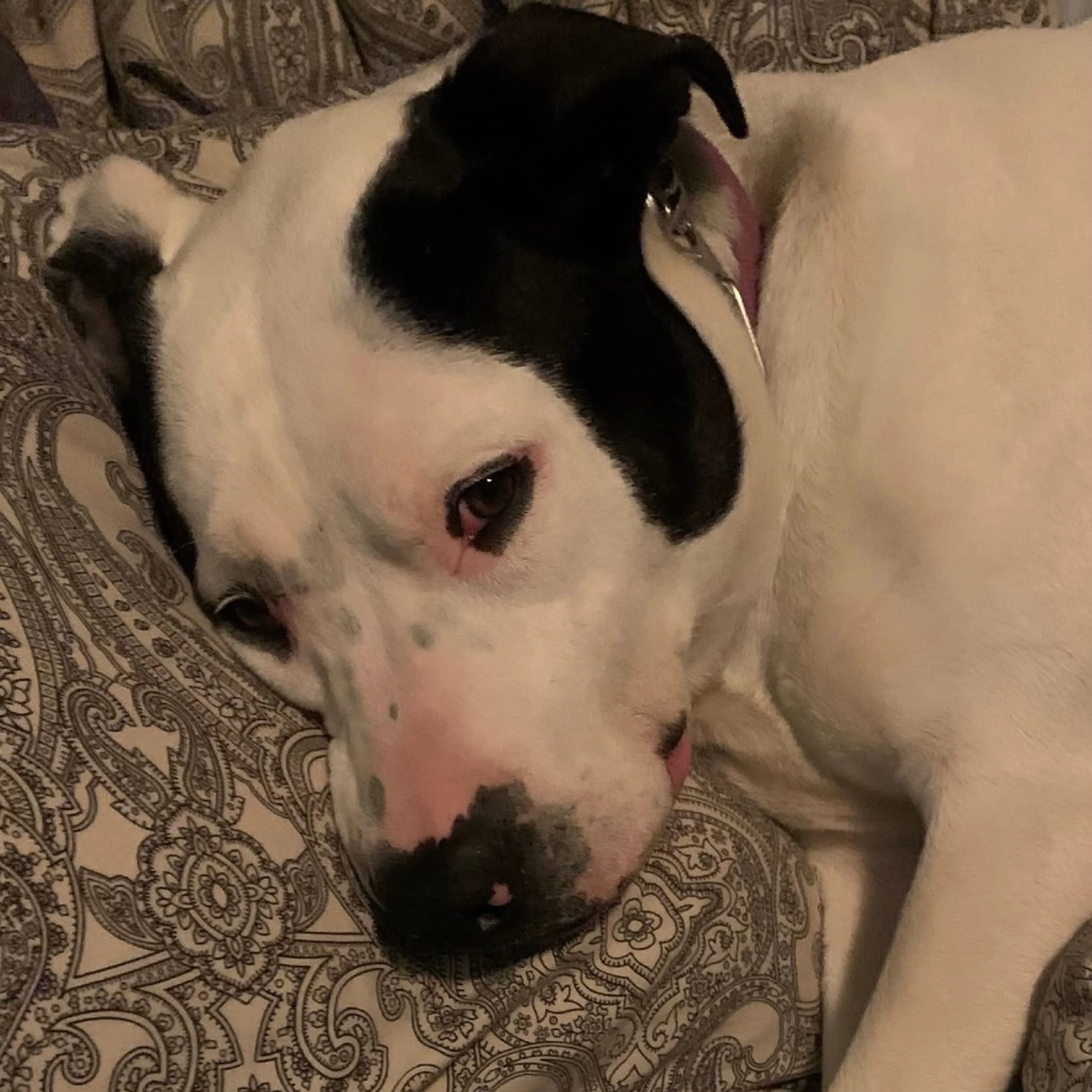 Found pet-14
