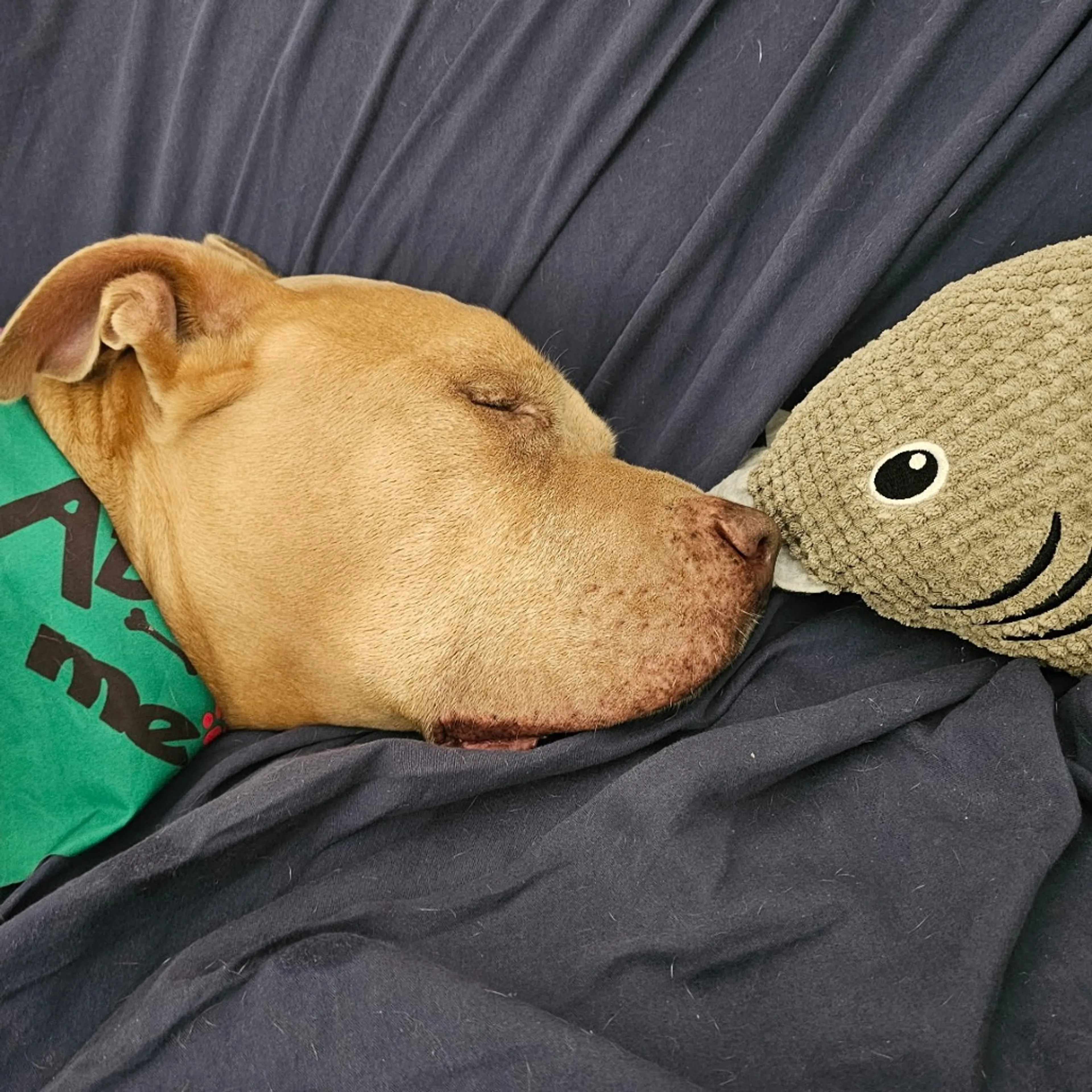 Found pet-7
