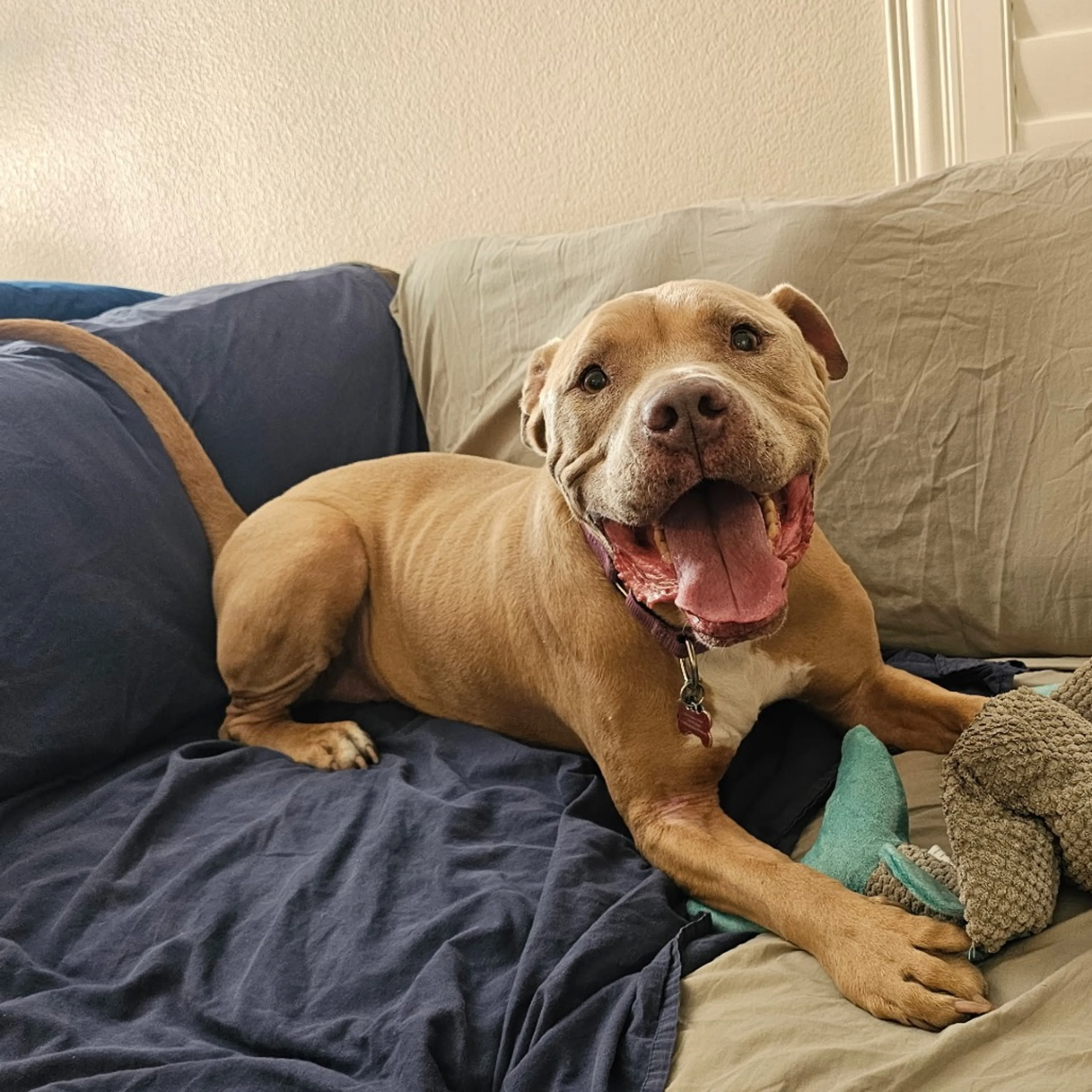 Found pet-8